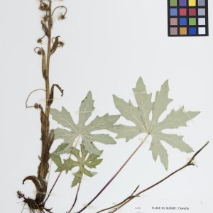 Pétasite palmé