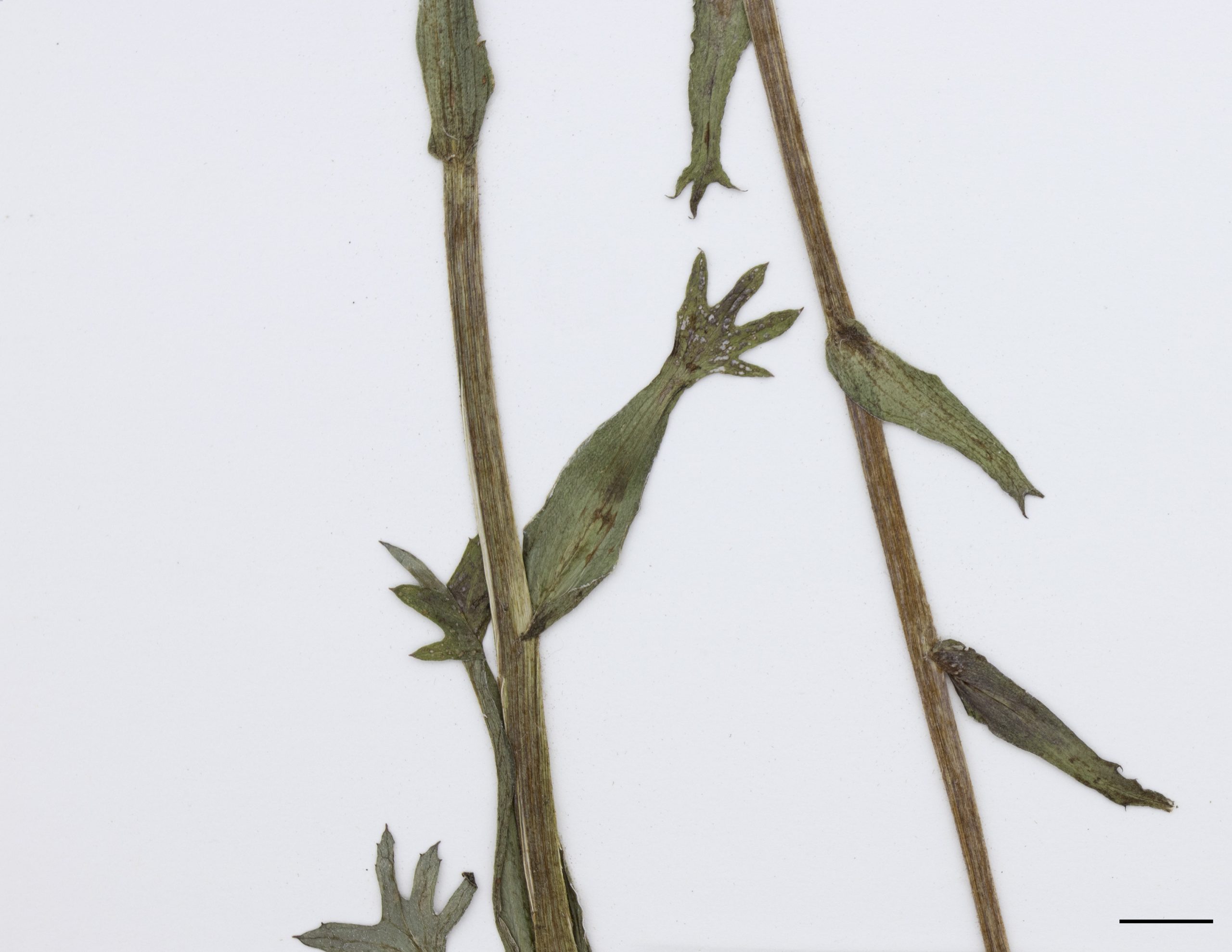 La tige florale est couverte de petites feuilles réduites