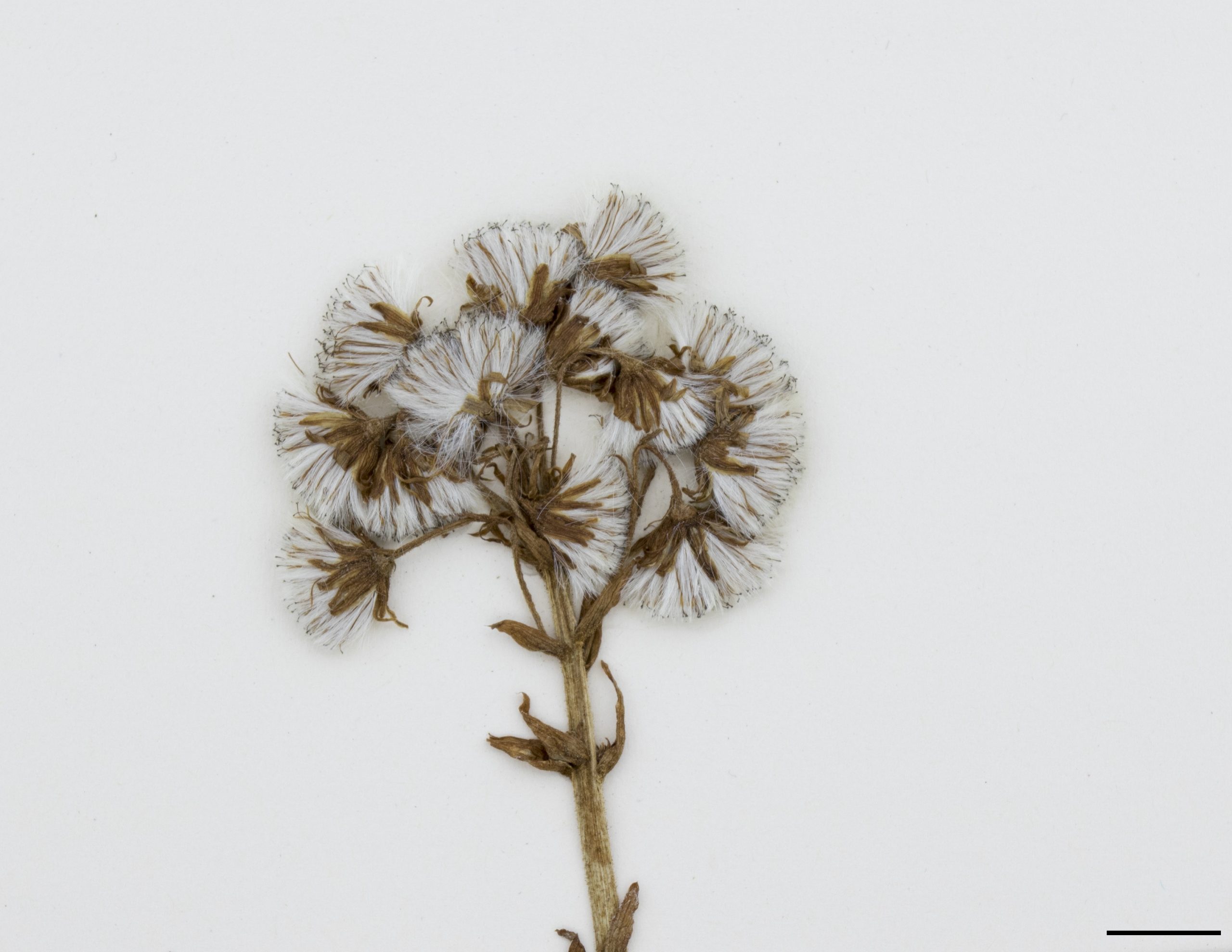Infrutescence composée d’akènes surmontés d’une aigrette blanche