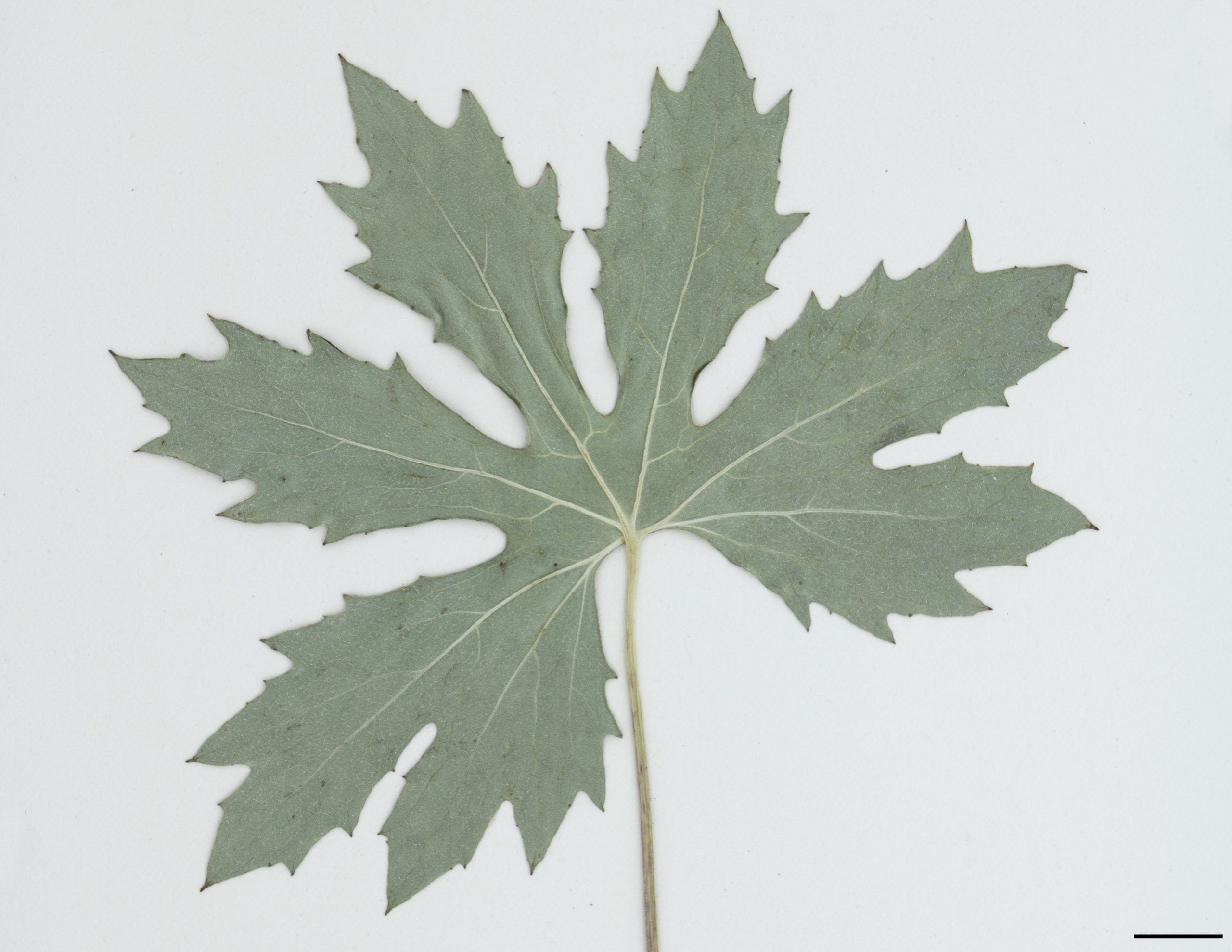 Feuille basales palmées, glabres ou à pubescence laineuse