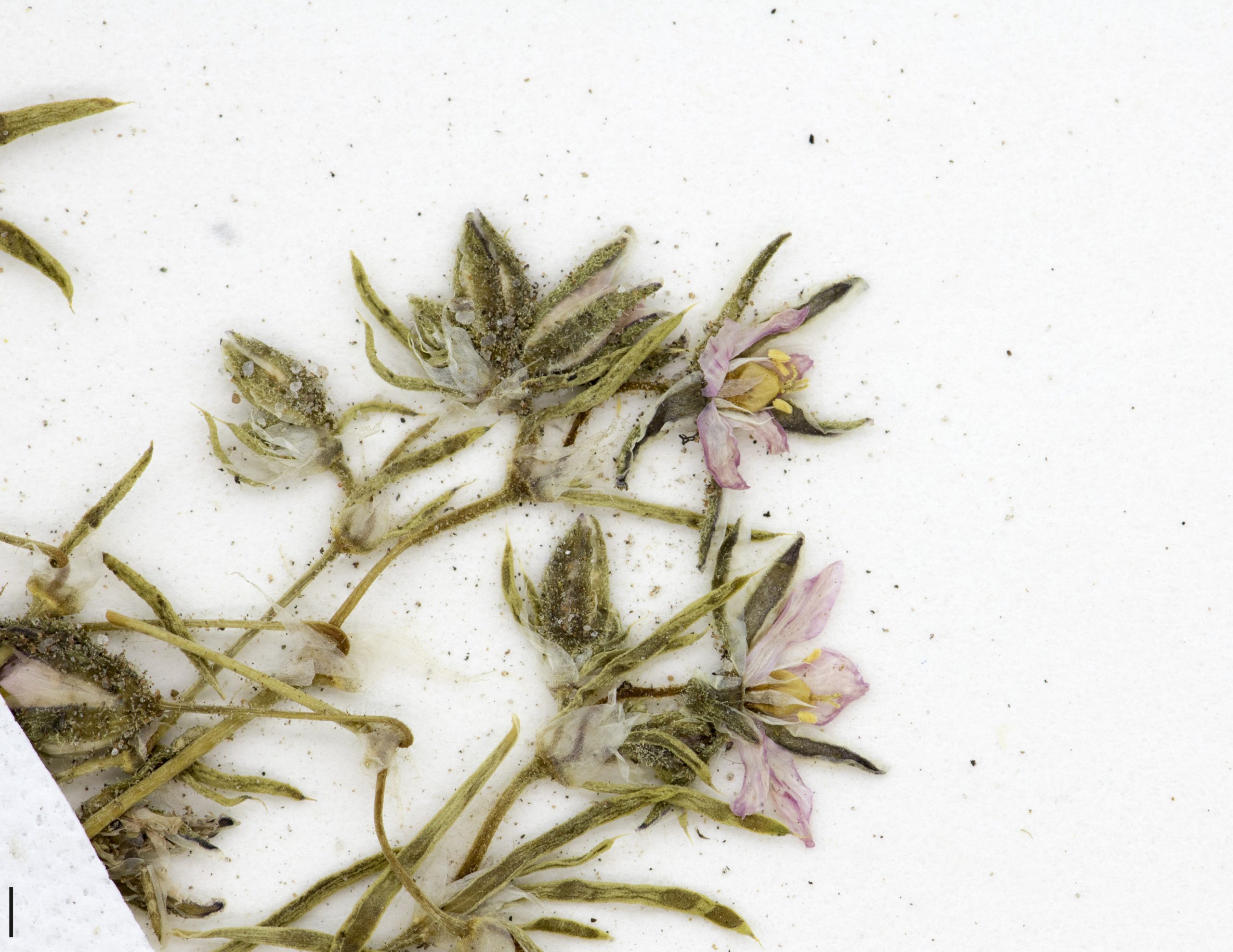 Fleurs petites, à 5 pétales roses