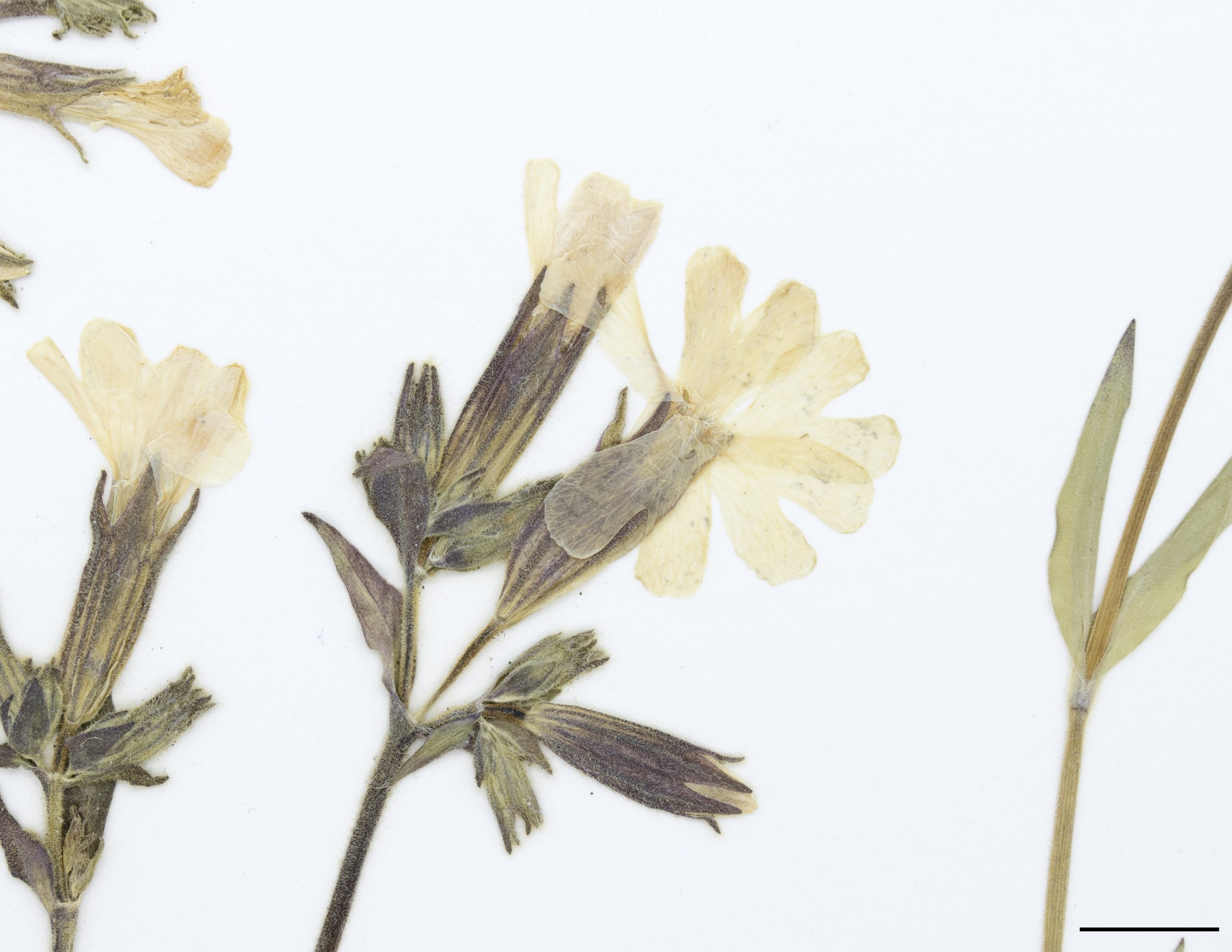 Fleurs à 5 pétales blancs, divisés en 2 lobes