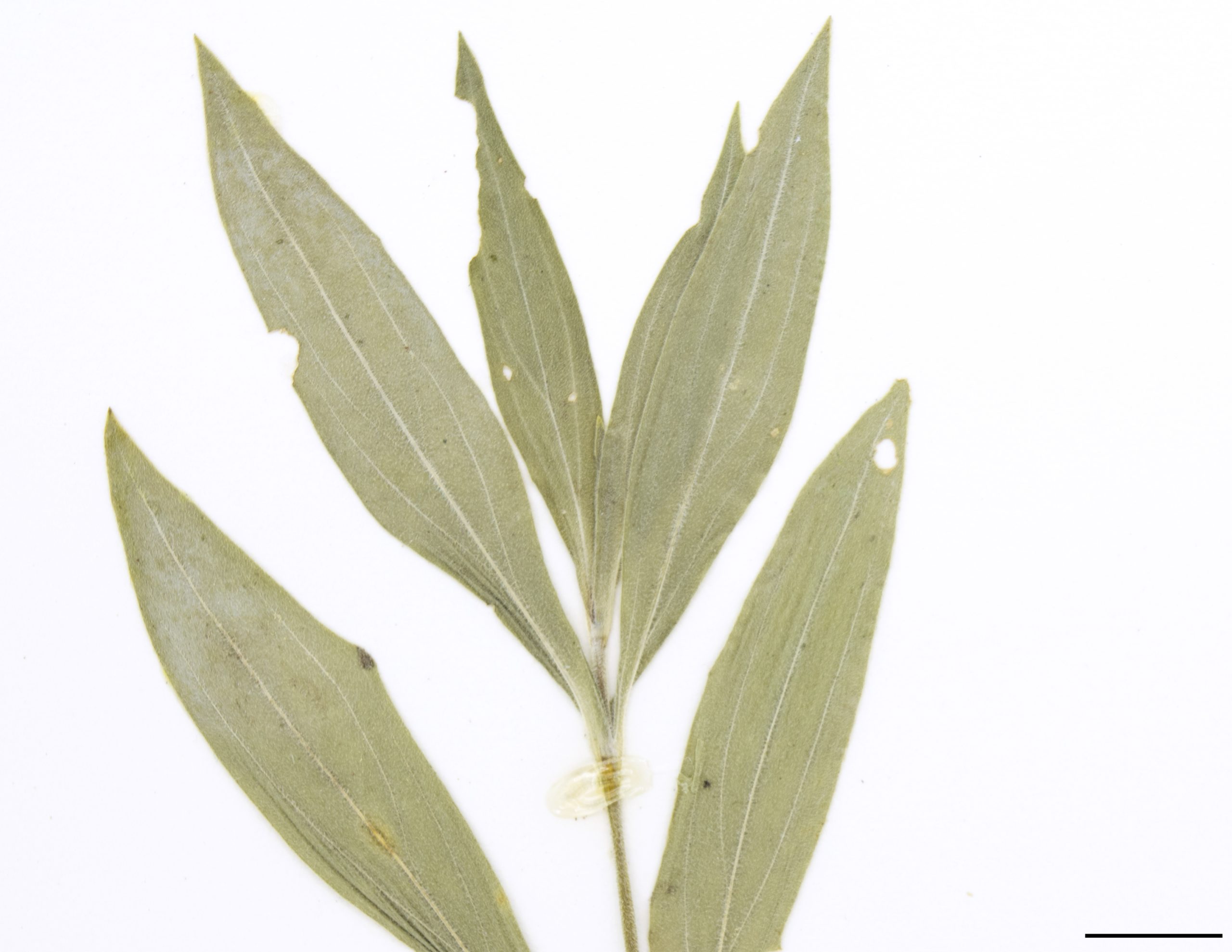 Feuilles de forme ovée à elliptique, opposées sur la tige