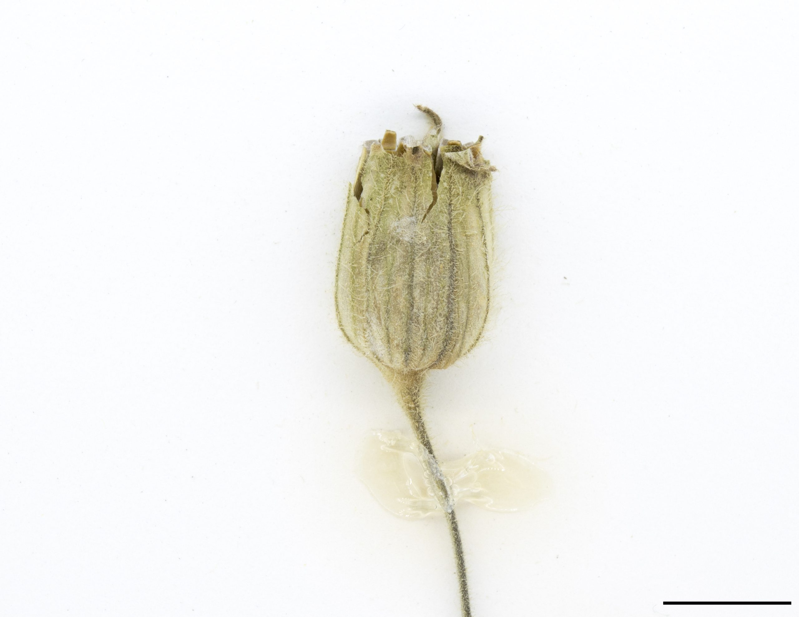 Le fruit est une capsule qui s’ouvre par 5 fentes