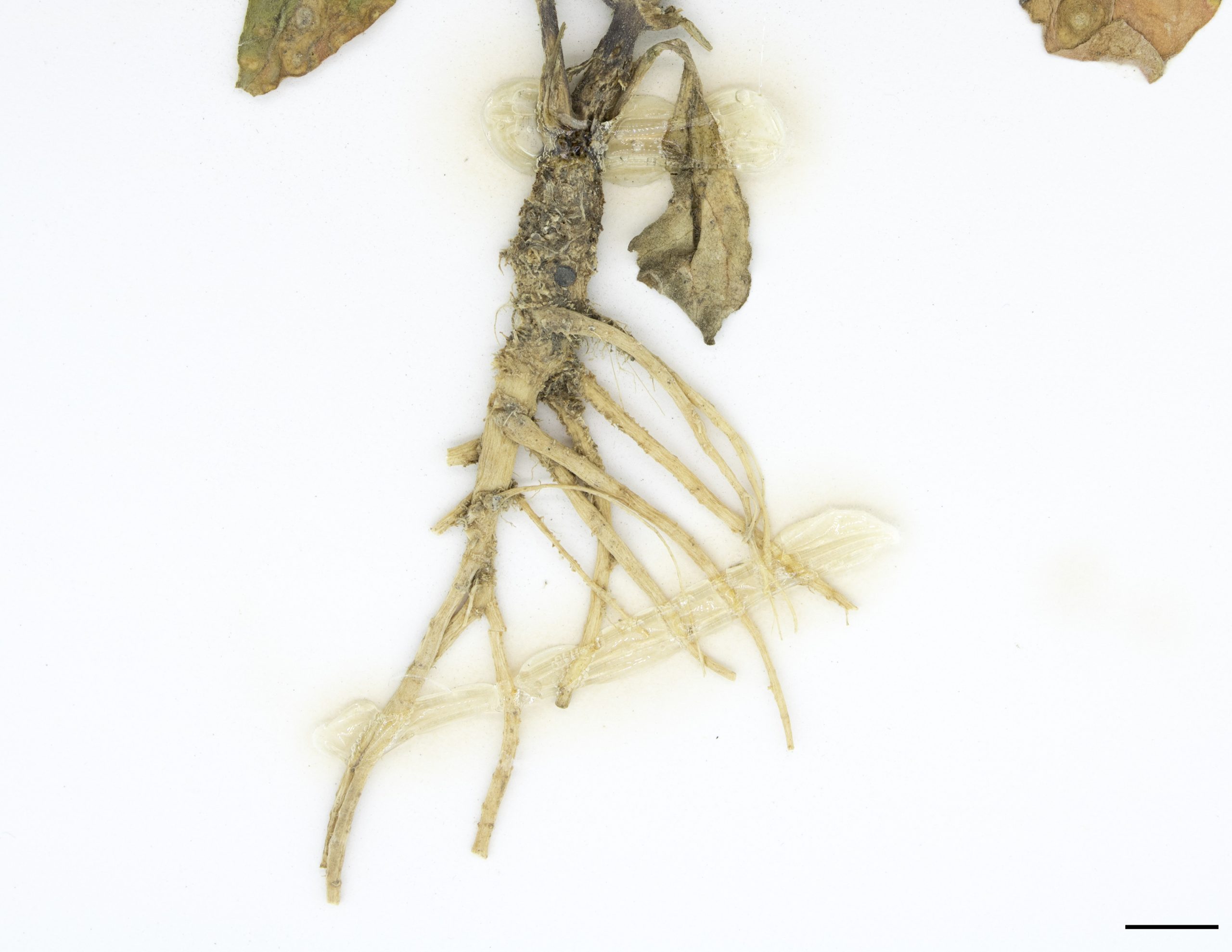 Racine pivotante, charnue et ramifiée