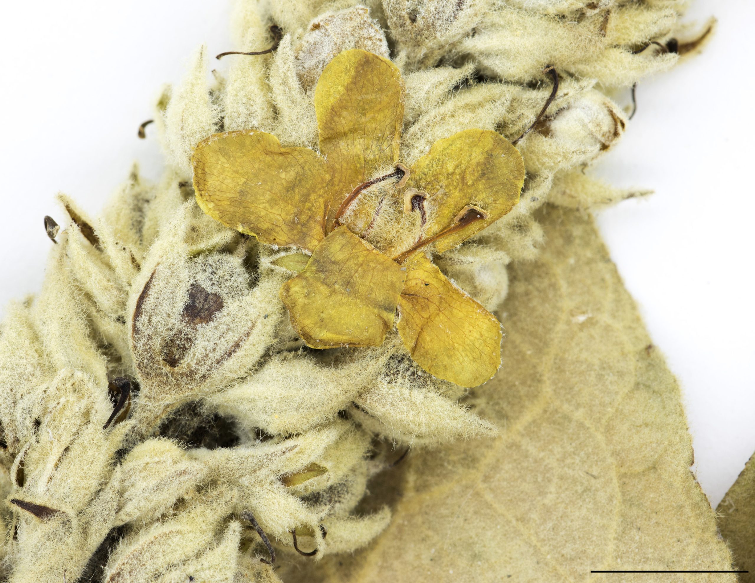 Fleur jaune à 5 pétales
