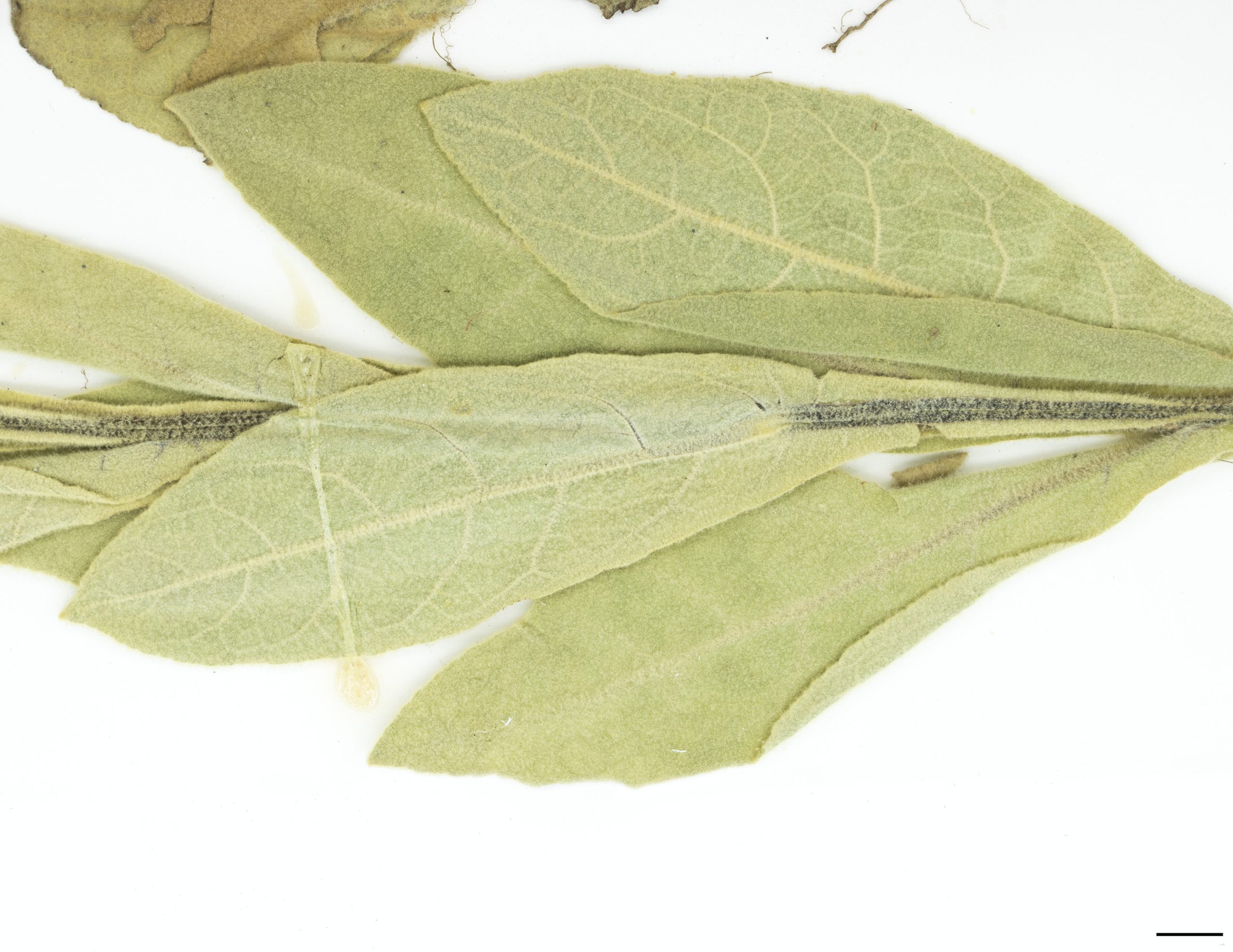 Feuilles de forme lancéolée, la base se prolonge sur la tige