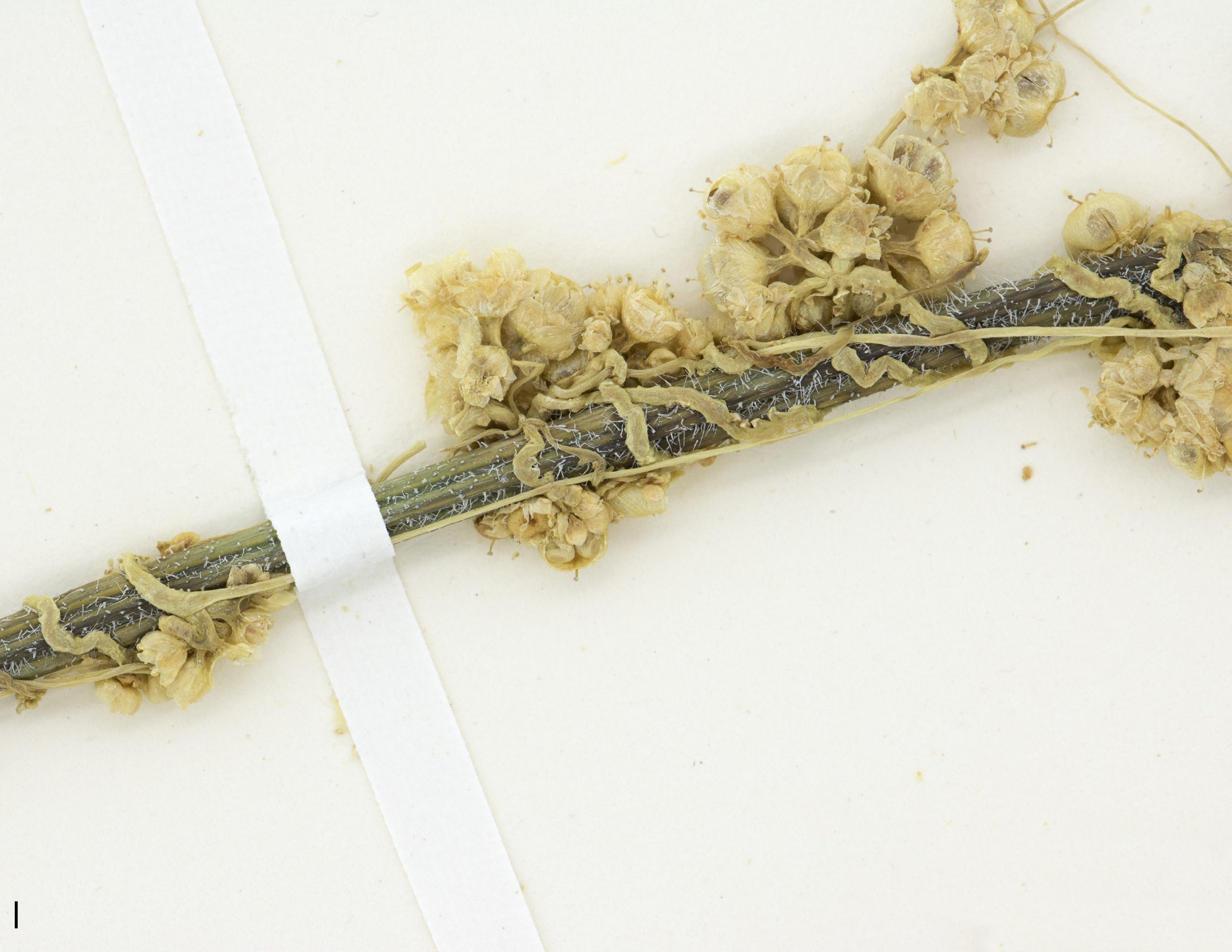 Tige portant des suçoirs lui permettant de s’accrocher sur les autres plantes