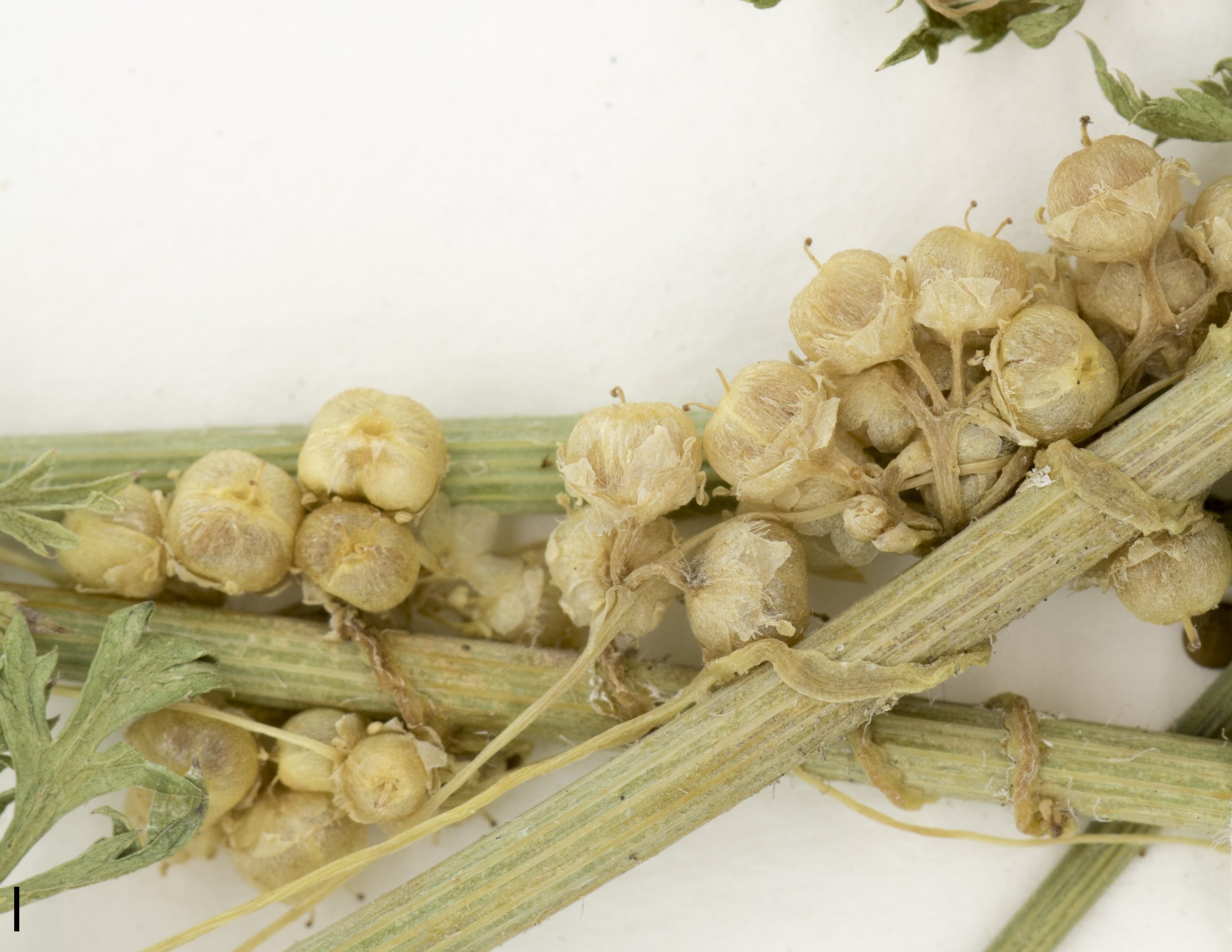 Fruit, capsule renfermant de 1 à 4 graines