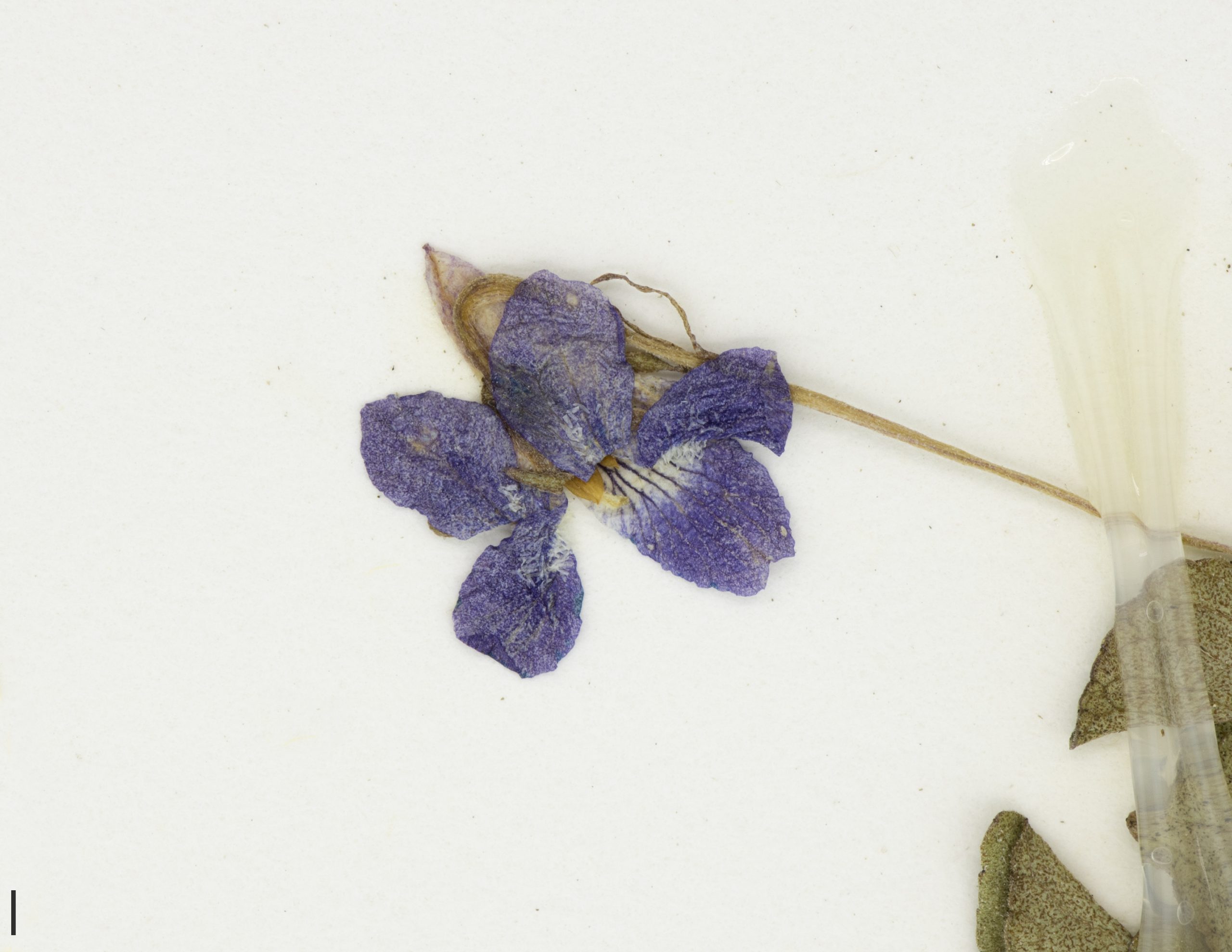 Fleur irrégulière, bleue ou violette