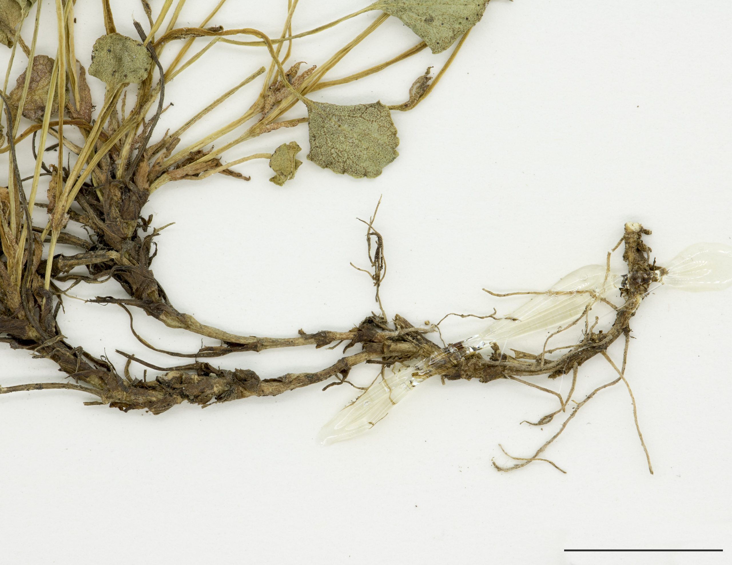 Système racinaire comprenant des rhizomes courts