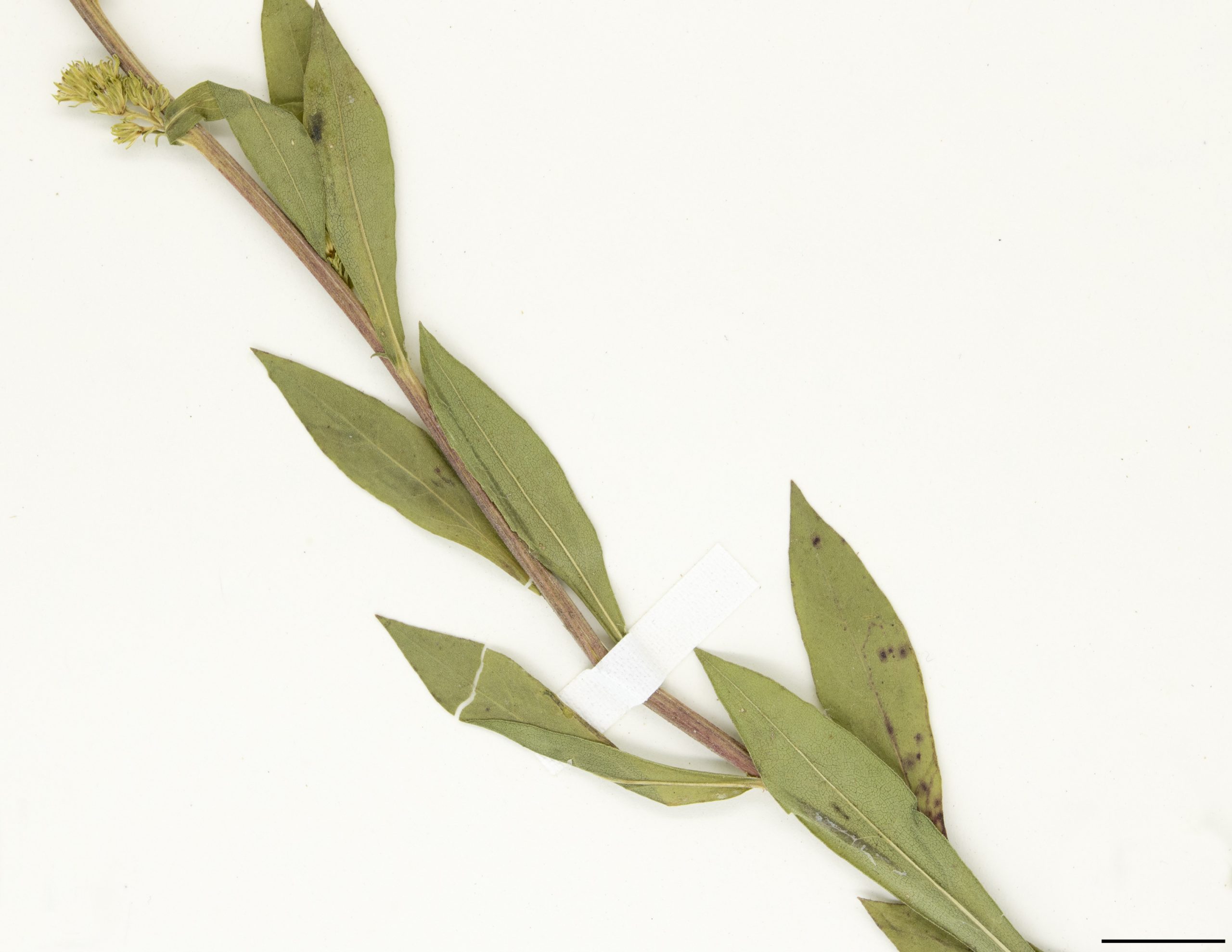 Feuilles caulinaires à marge entière