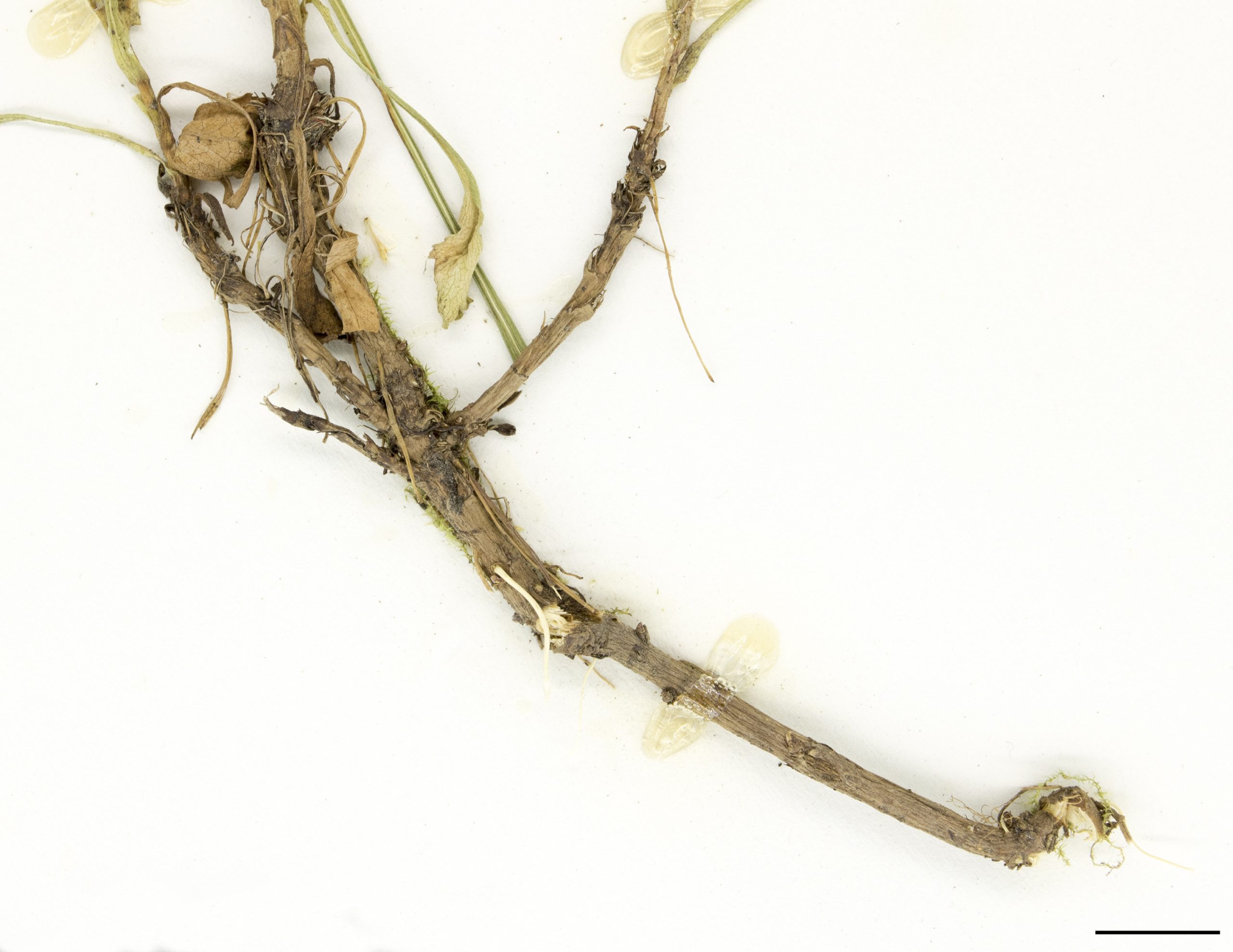 Système racinaire comprenant des rhizomes courts