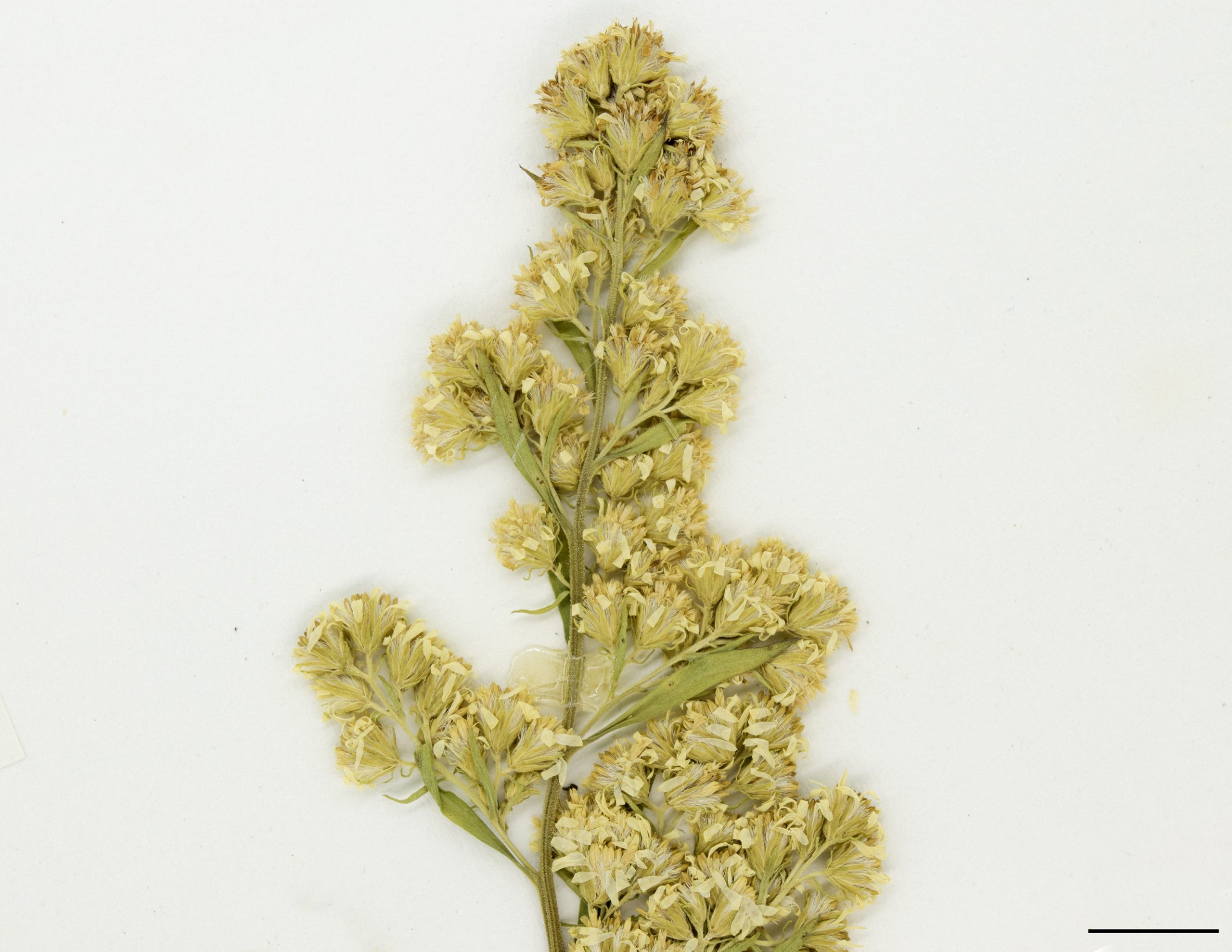 Capitule composé de nombreux fleurons jaunes