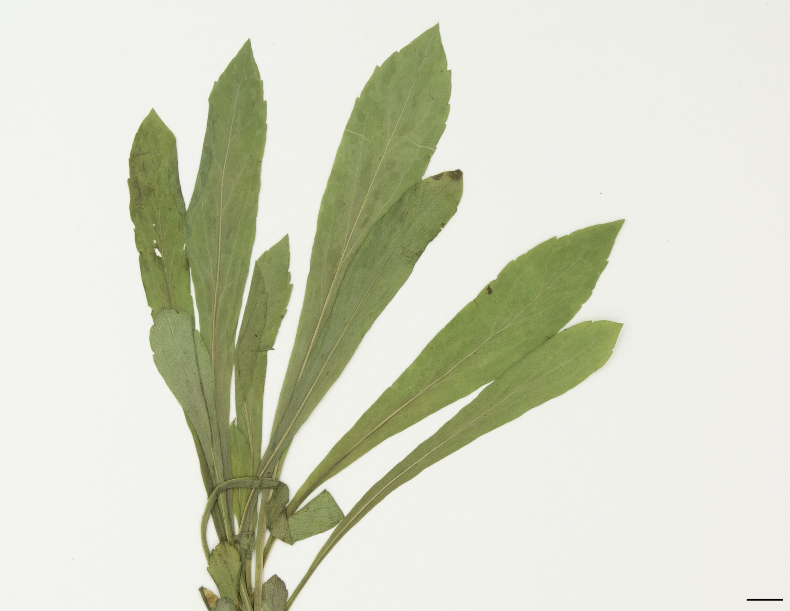 Feuilles basales à marge dentée