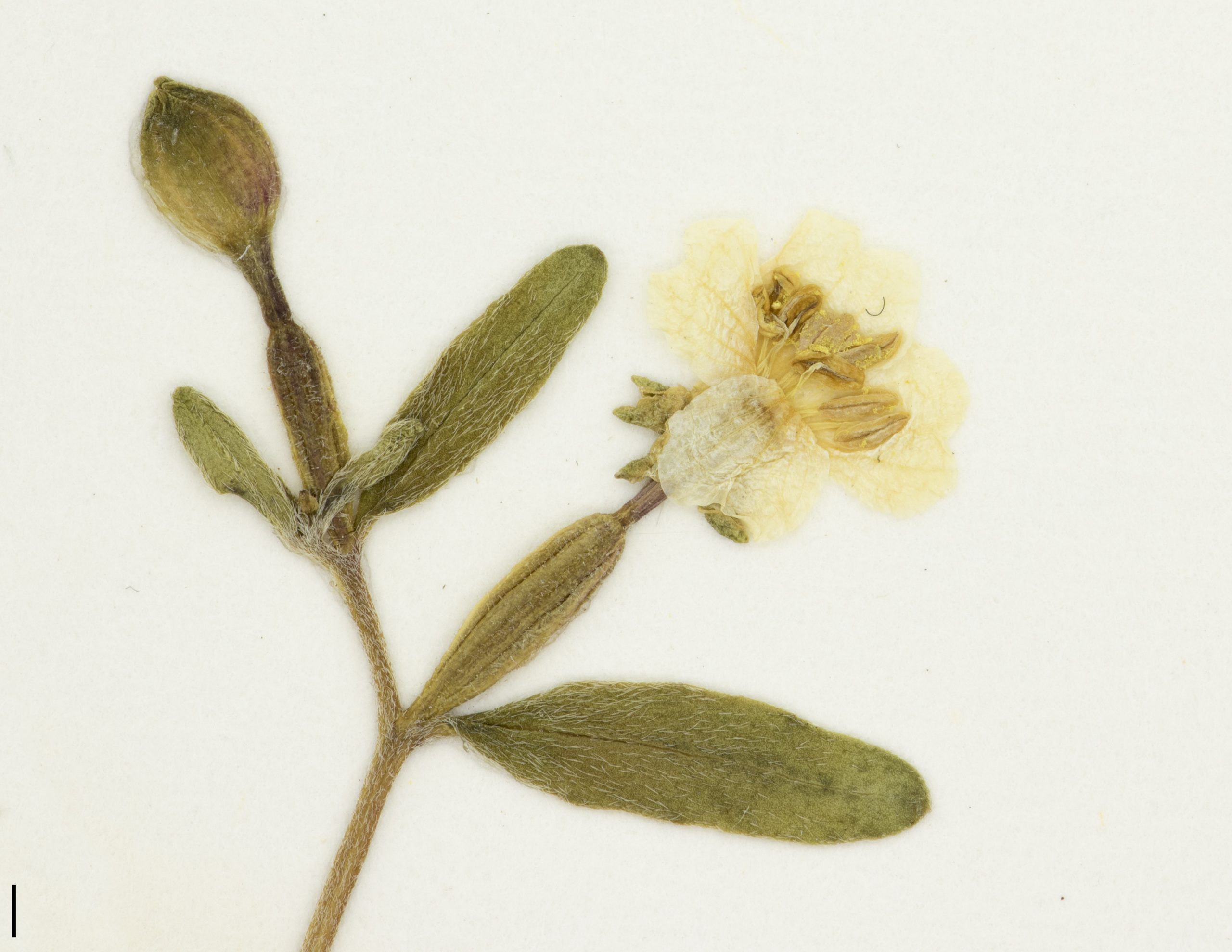 Fleur jaune à 4 pétales