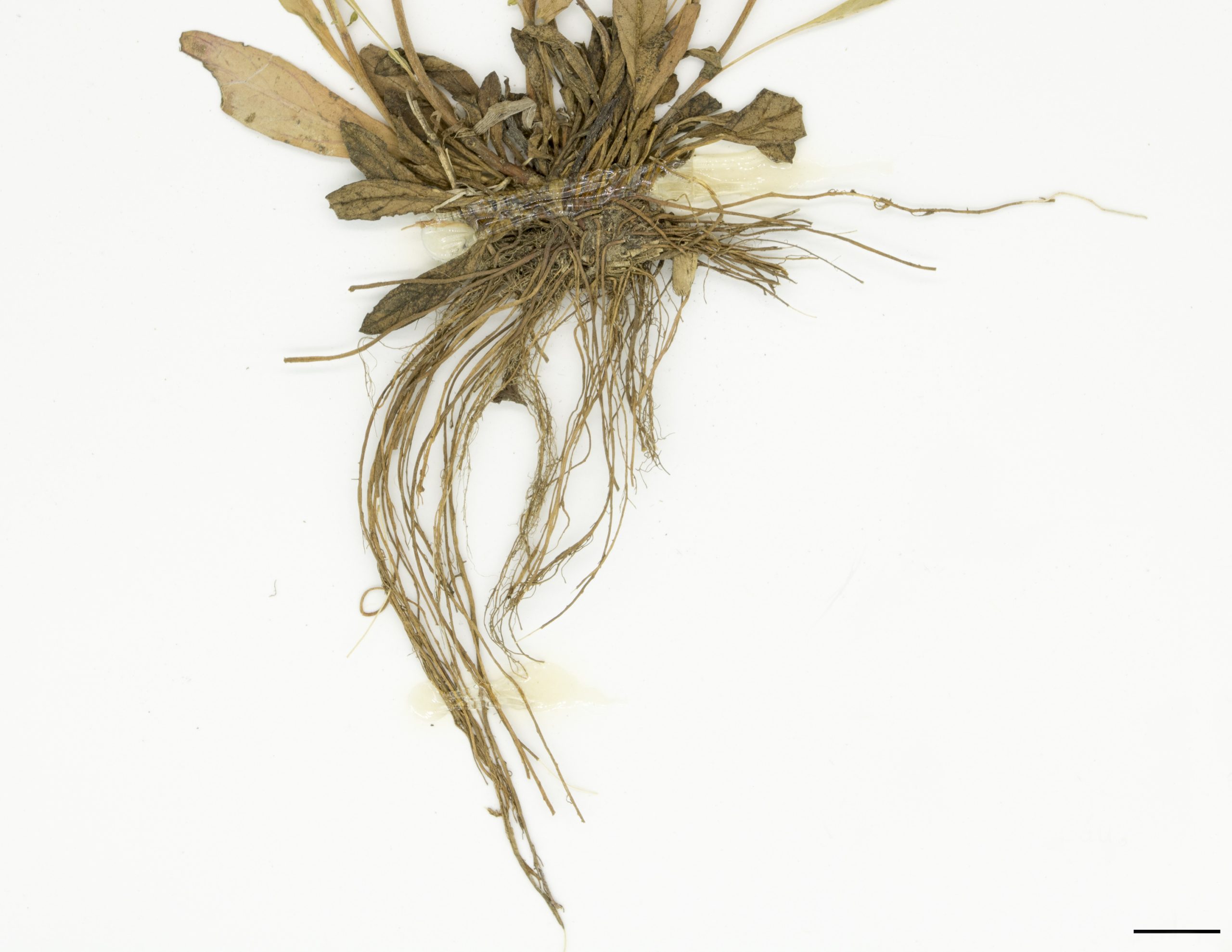Système racinaire composé de courts rhizomes