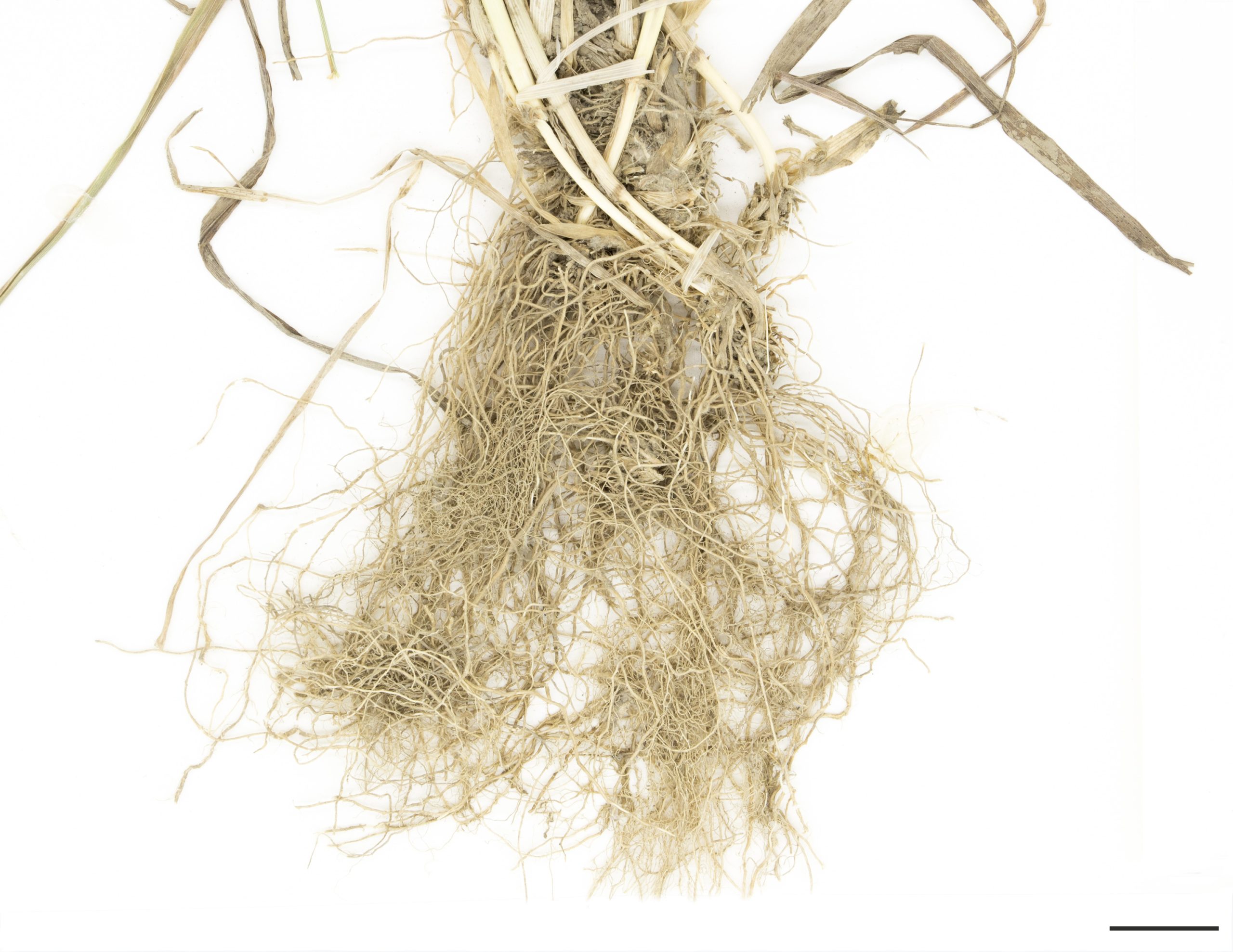 Système racinaire composé de rhizomes