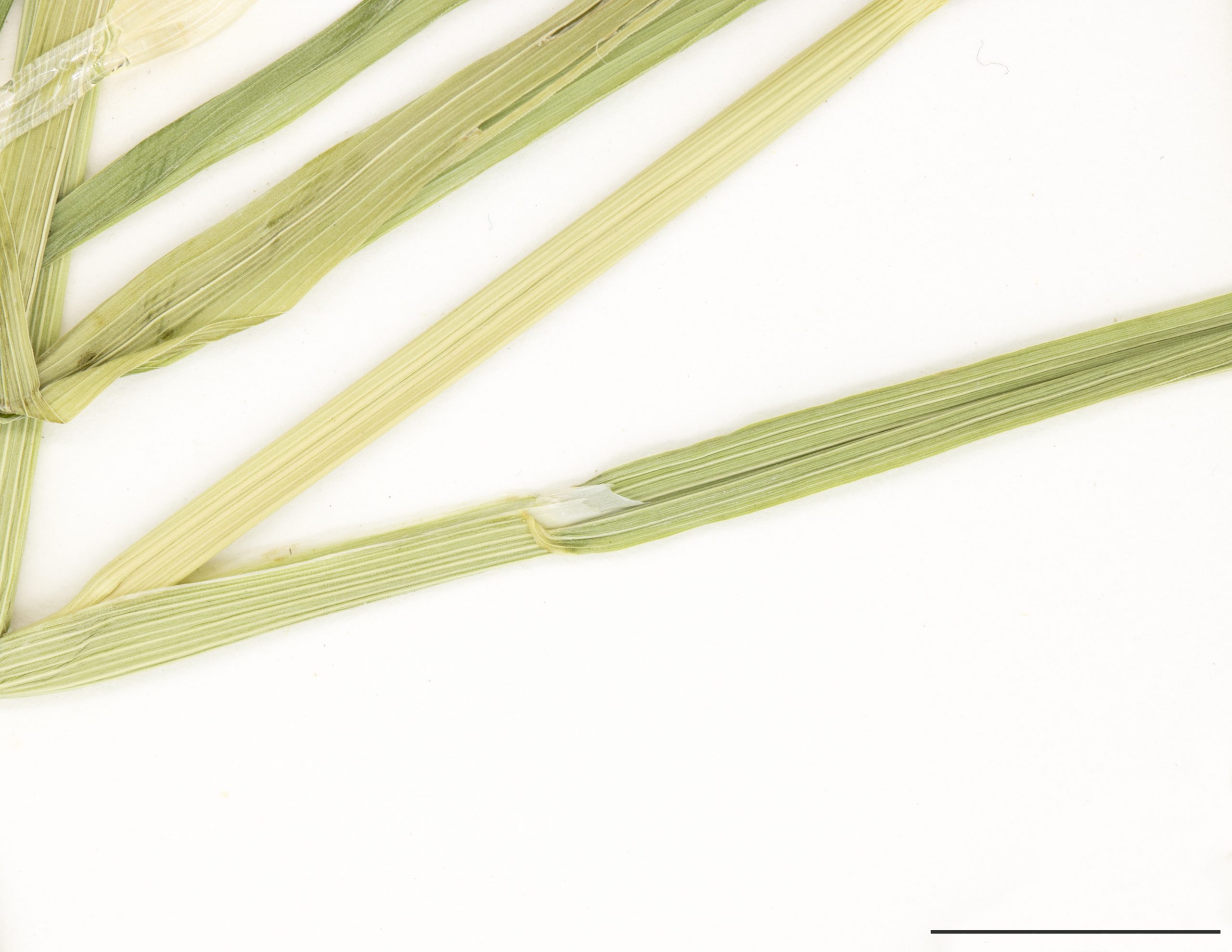 Collet de la feuille comprenant une ligule membraneuse