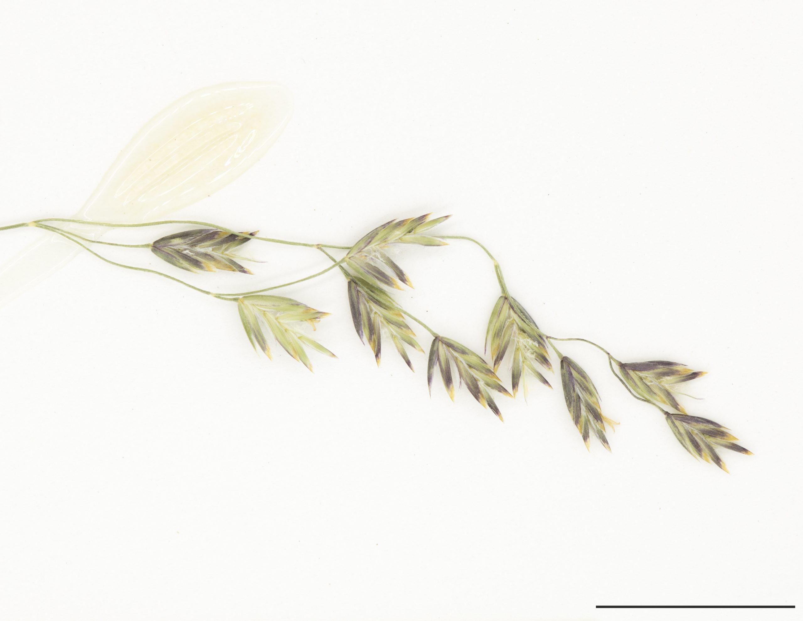 Épillets composés de 5 à 7 fleurs