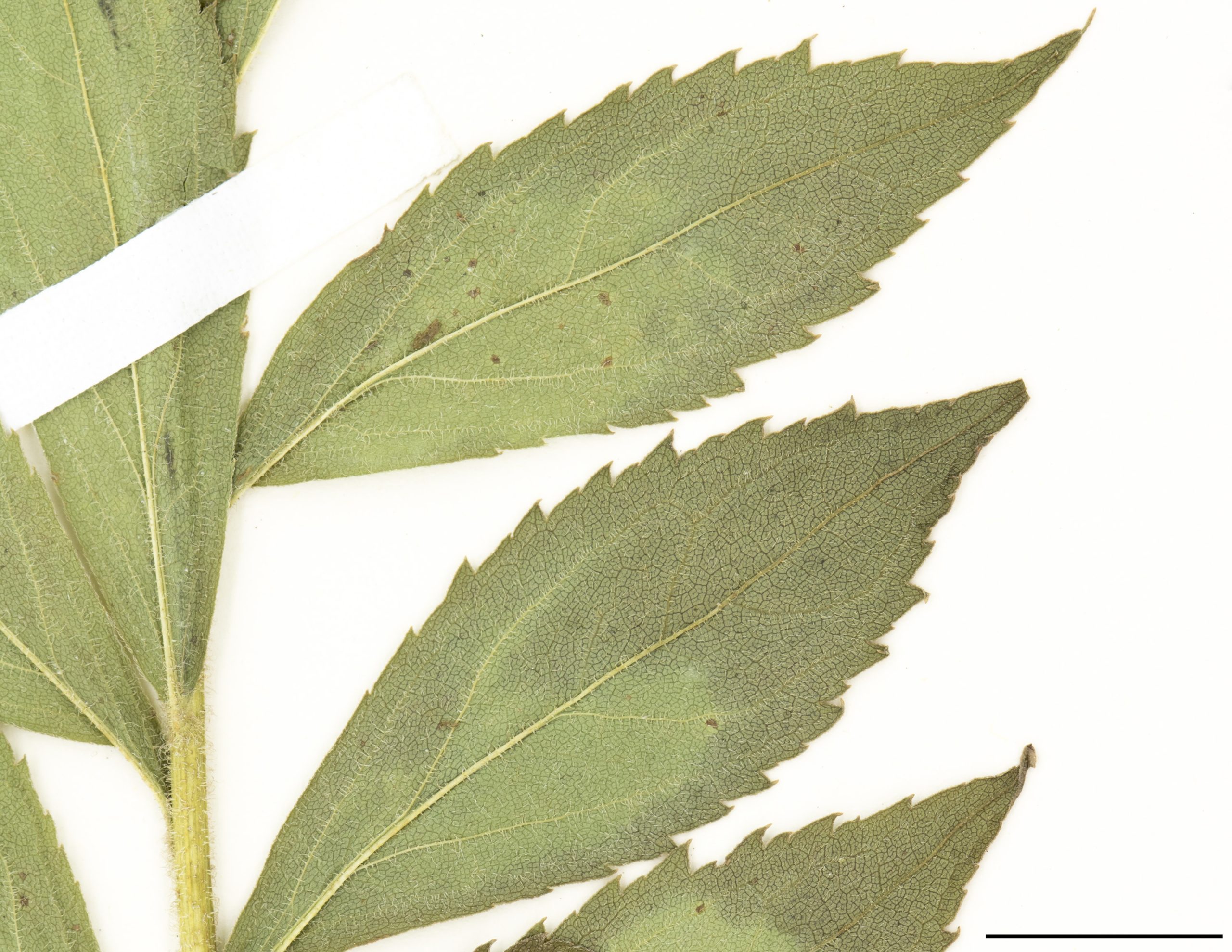 Feuilles de forme lancéolée et à marge dentée