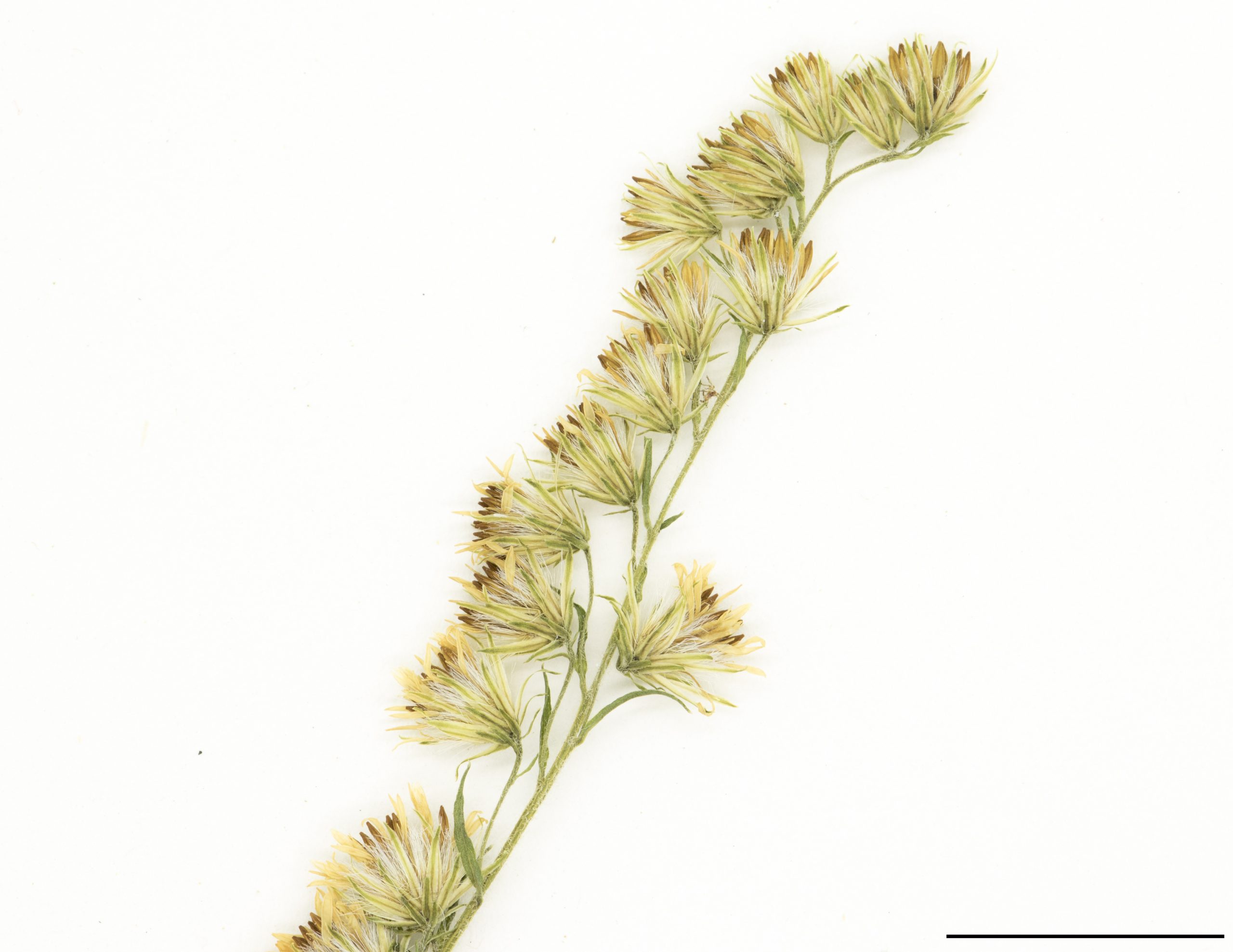 Fleurs réunies en nombreux petits capitules