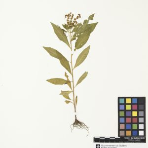 Penthorum faux-orpin
