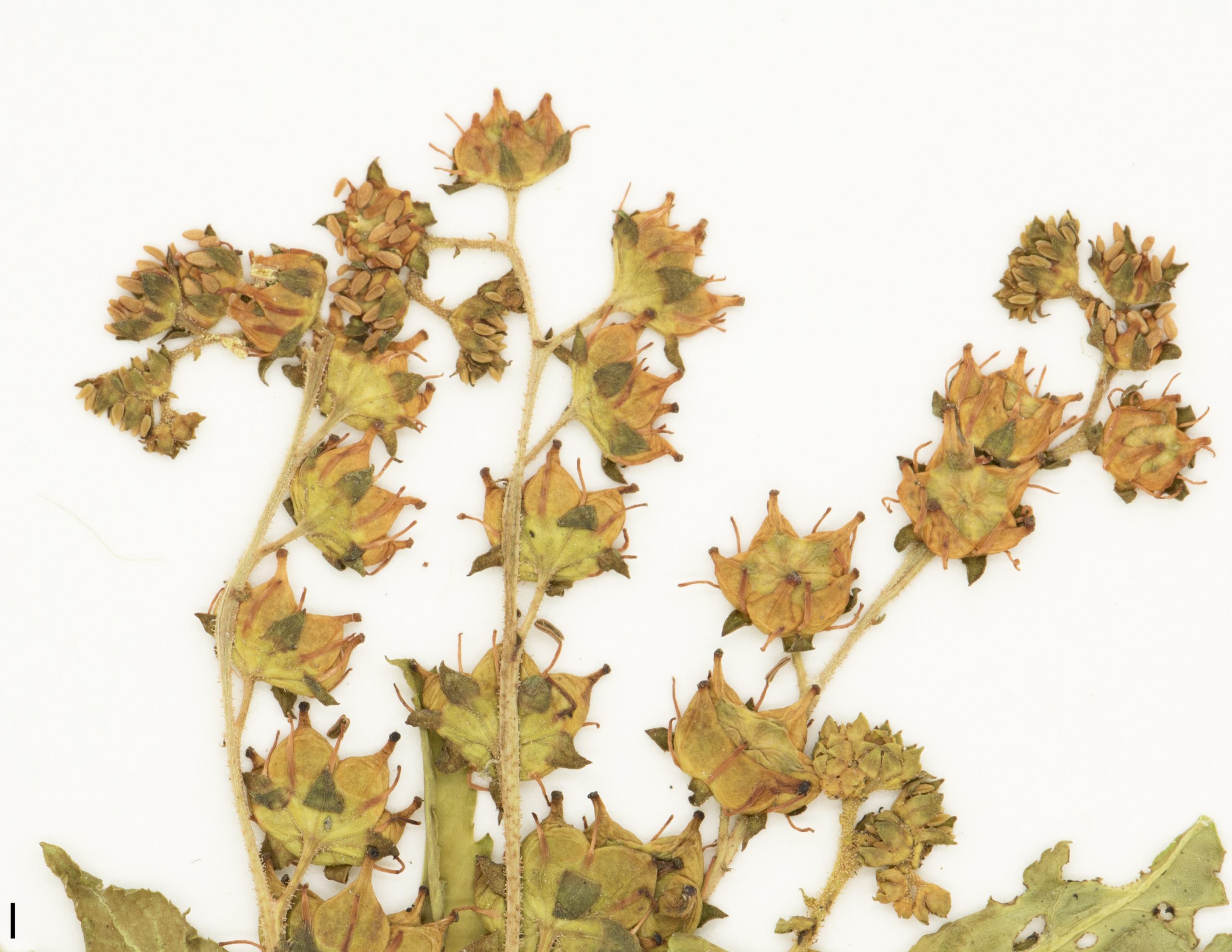 Fleurs sans pétales et réunies en grappe