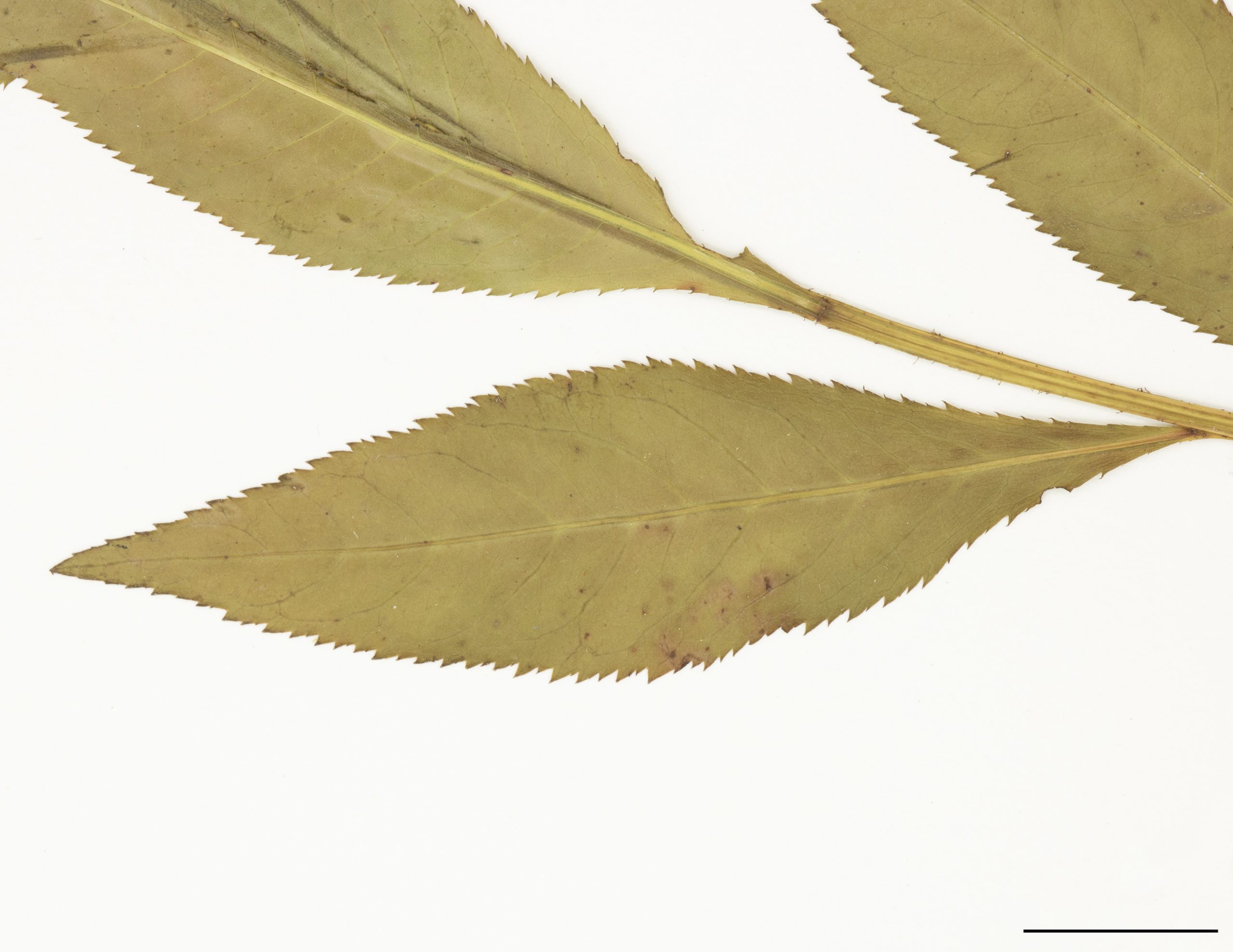 Feuilles elliptiques et à marge finement dentée