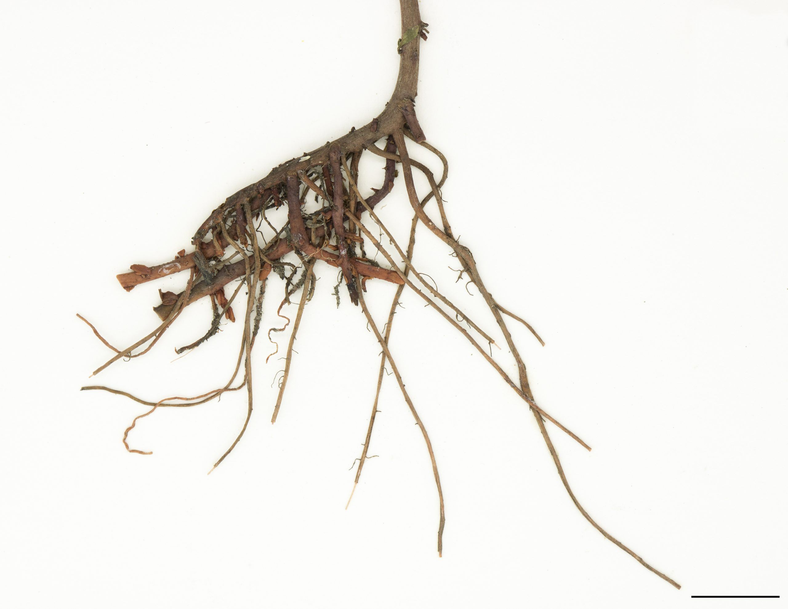 Rhizomes