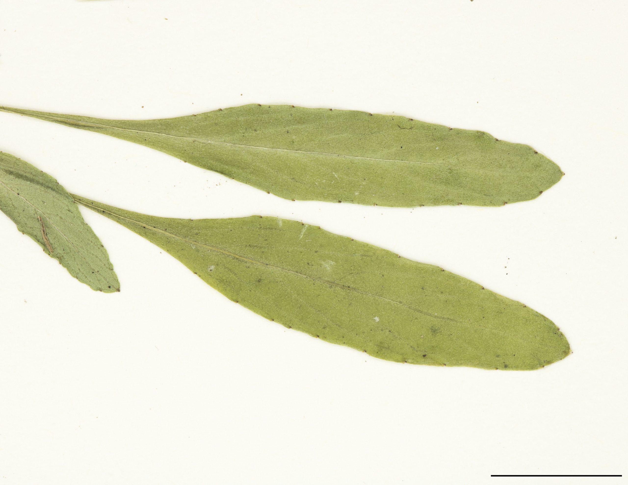 Feuilles lancéolées, atténuées à la base
