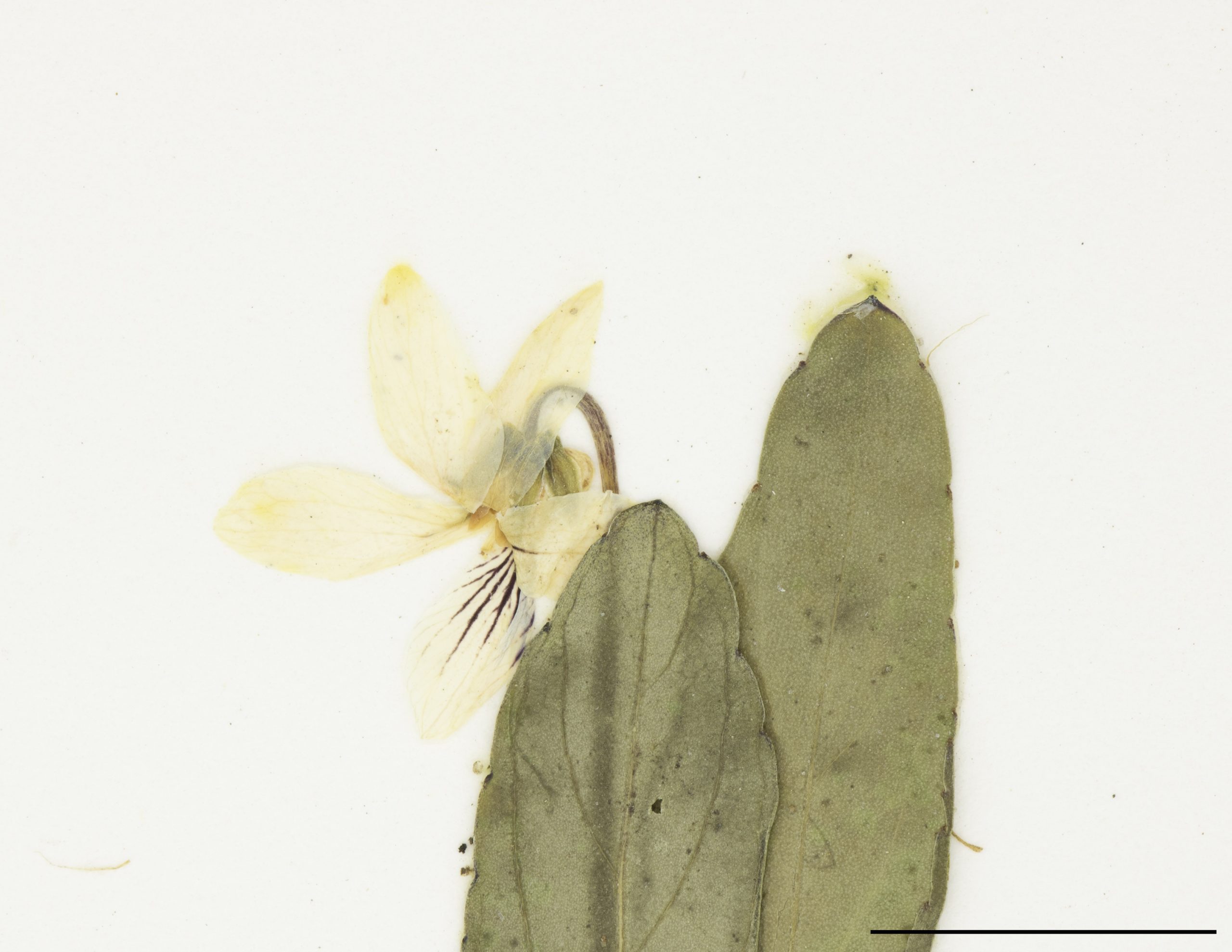 Fleur à pétales blancs et nervurés de mauve