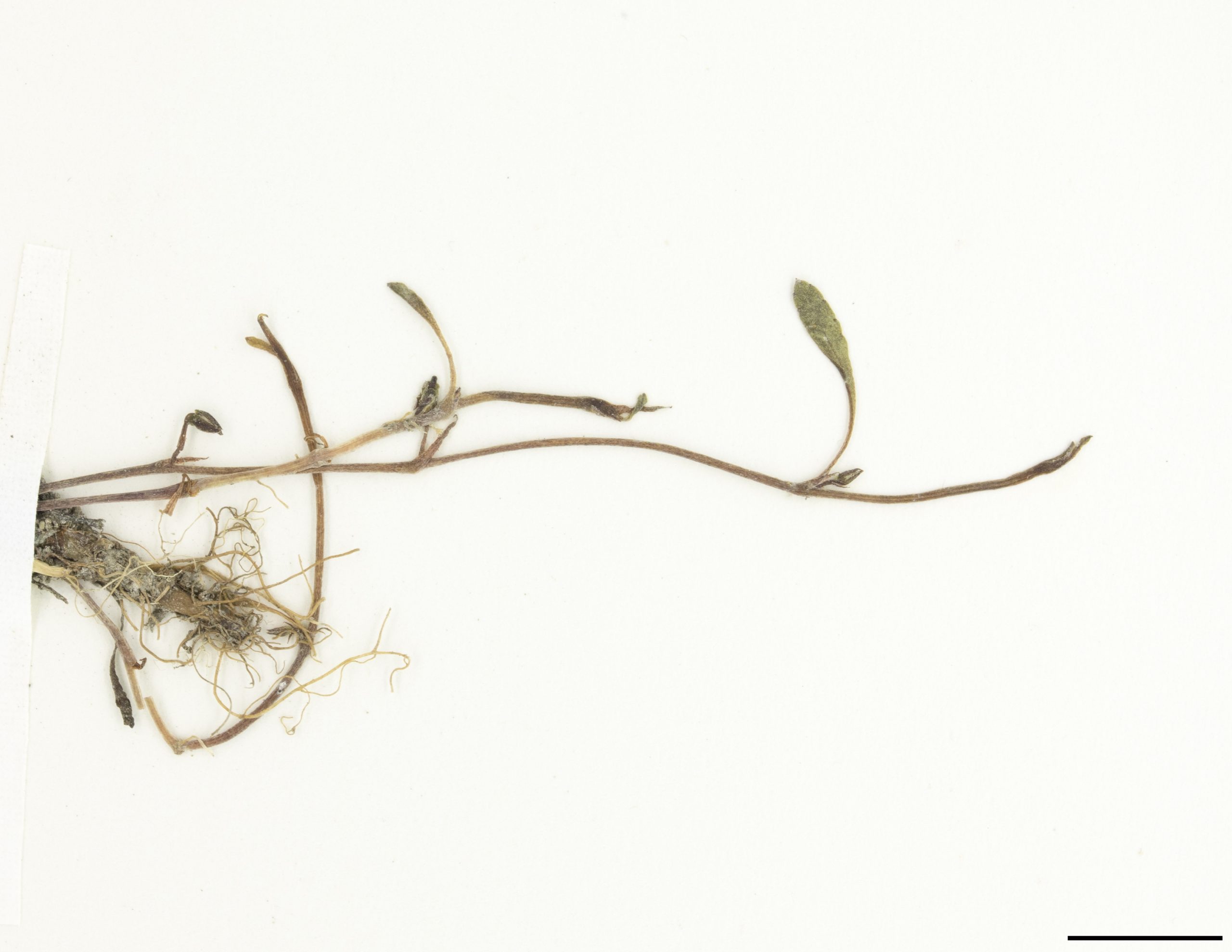 Stolons servant à la propagation végétative de la plante