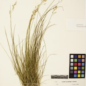 Oryzopsis piquant