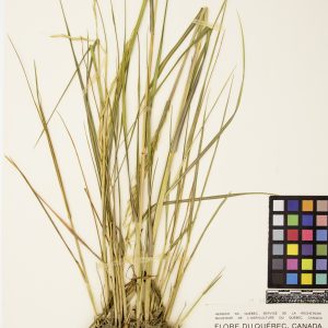 Spartine alterniflore