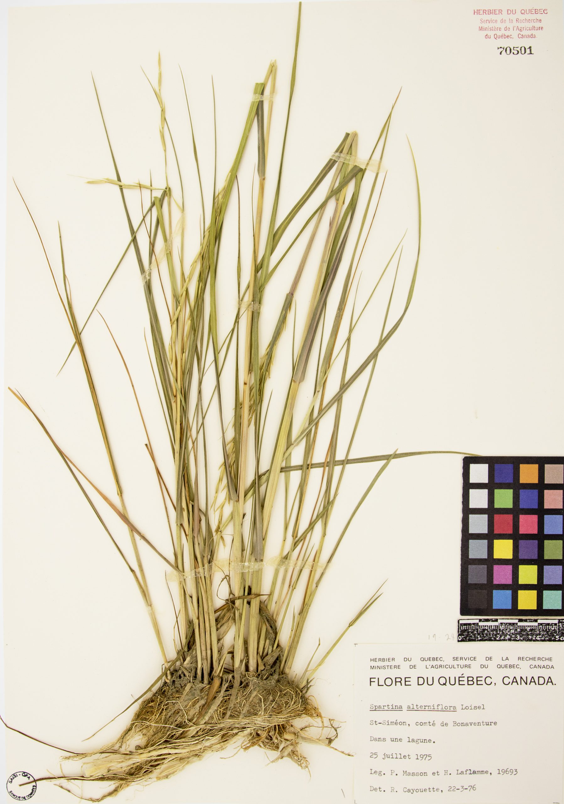 Spartine alterniflore