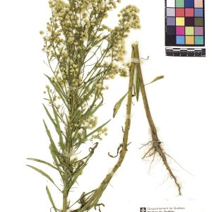 Vergerette du Canada