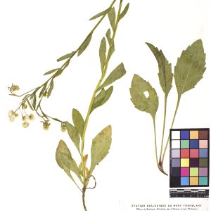 Vergerette annuelle