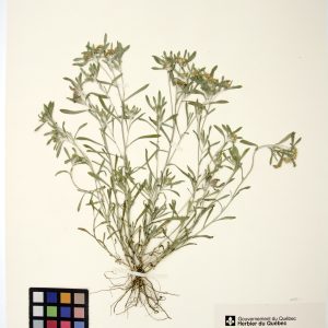 Gnaphale des vases