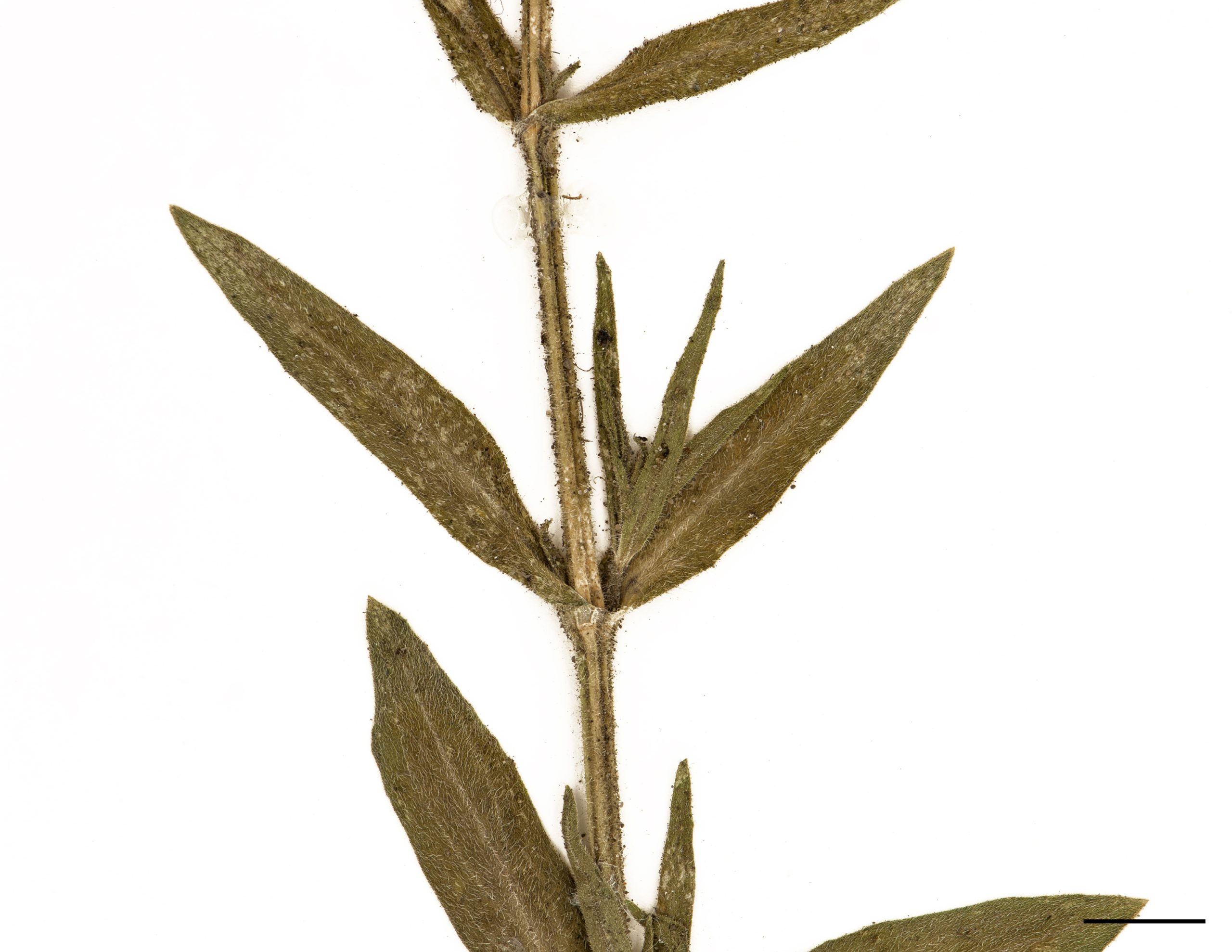 Feuilles pubescentes, opposées et sessiles, lancéolées à elliptique-oblancéolées.