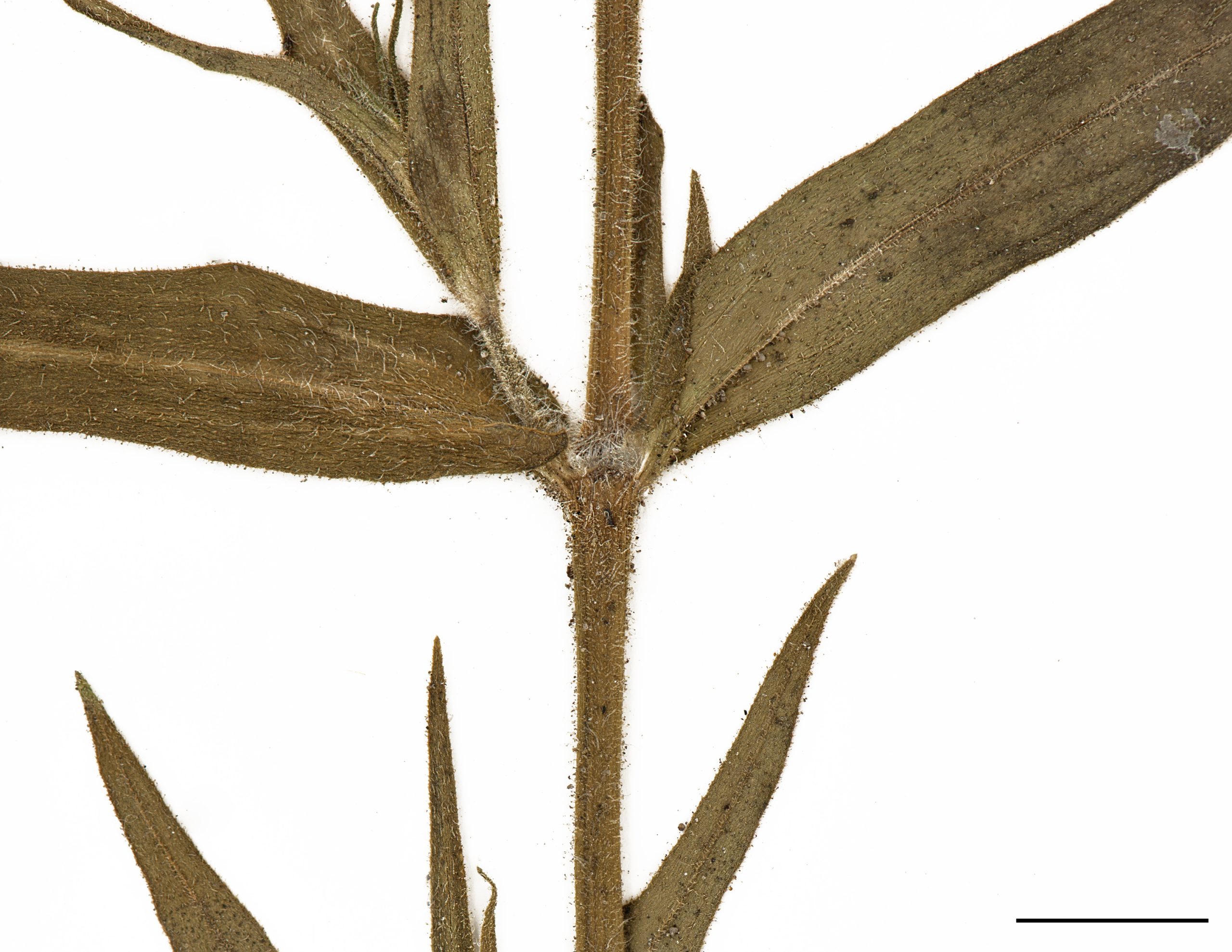Plante velue-glanduleuse, recouverte d’une substance collante par endroit.