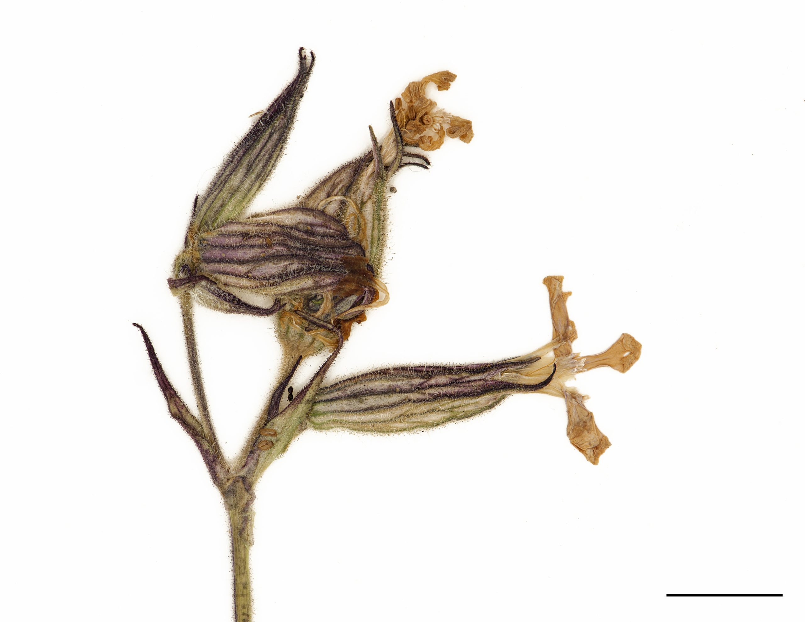 Fleurs à pétales blancs ou jaunâtres à rosés, les sépales soudés forment un calice tubulaire et visqueux, aux nervures saillantes.