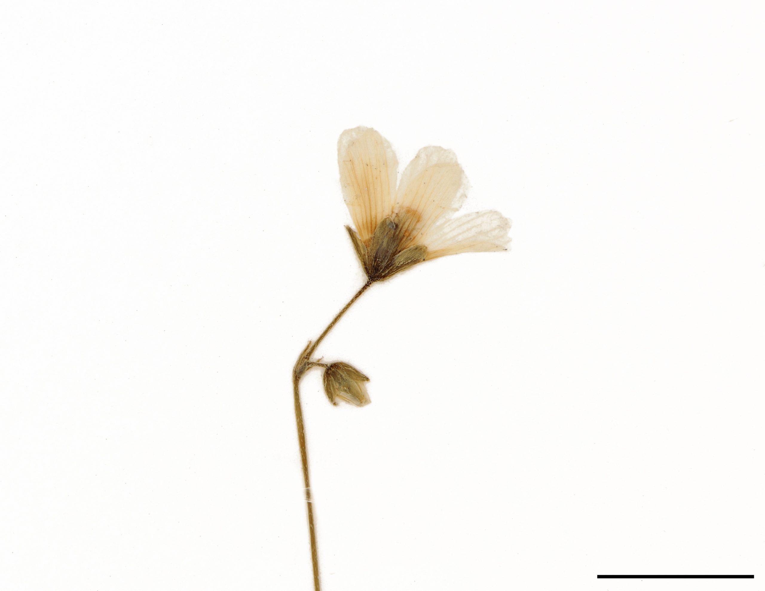 Fleurs jaunes disposées en paires.