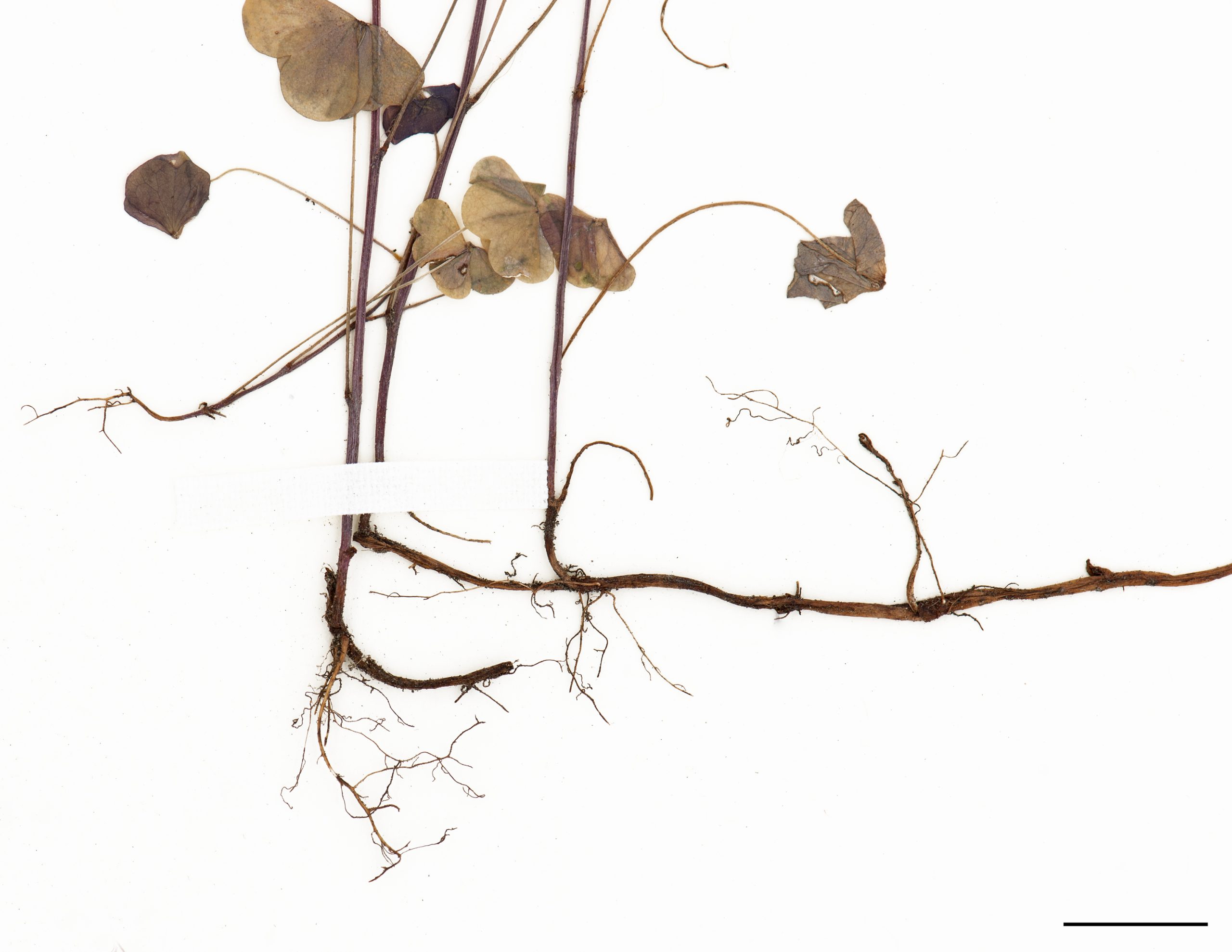 Plante produisant des rhizomes.
