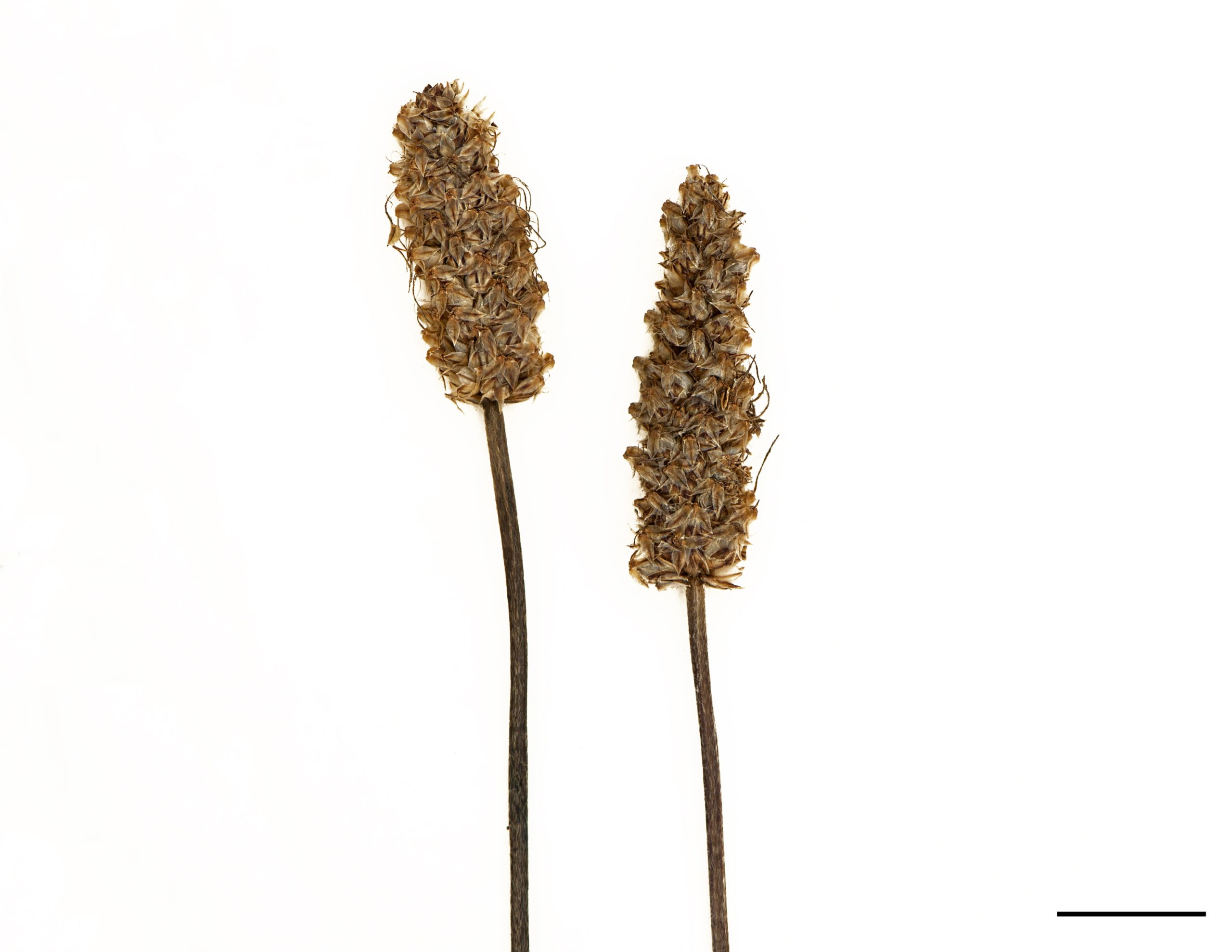 Petites fleurs verdâtres réunies en épis denses ovoïdes, puis cylindriques à maturité; portés par une longue hampe florale (sans feuilles).