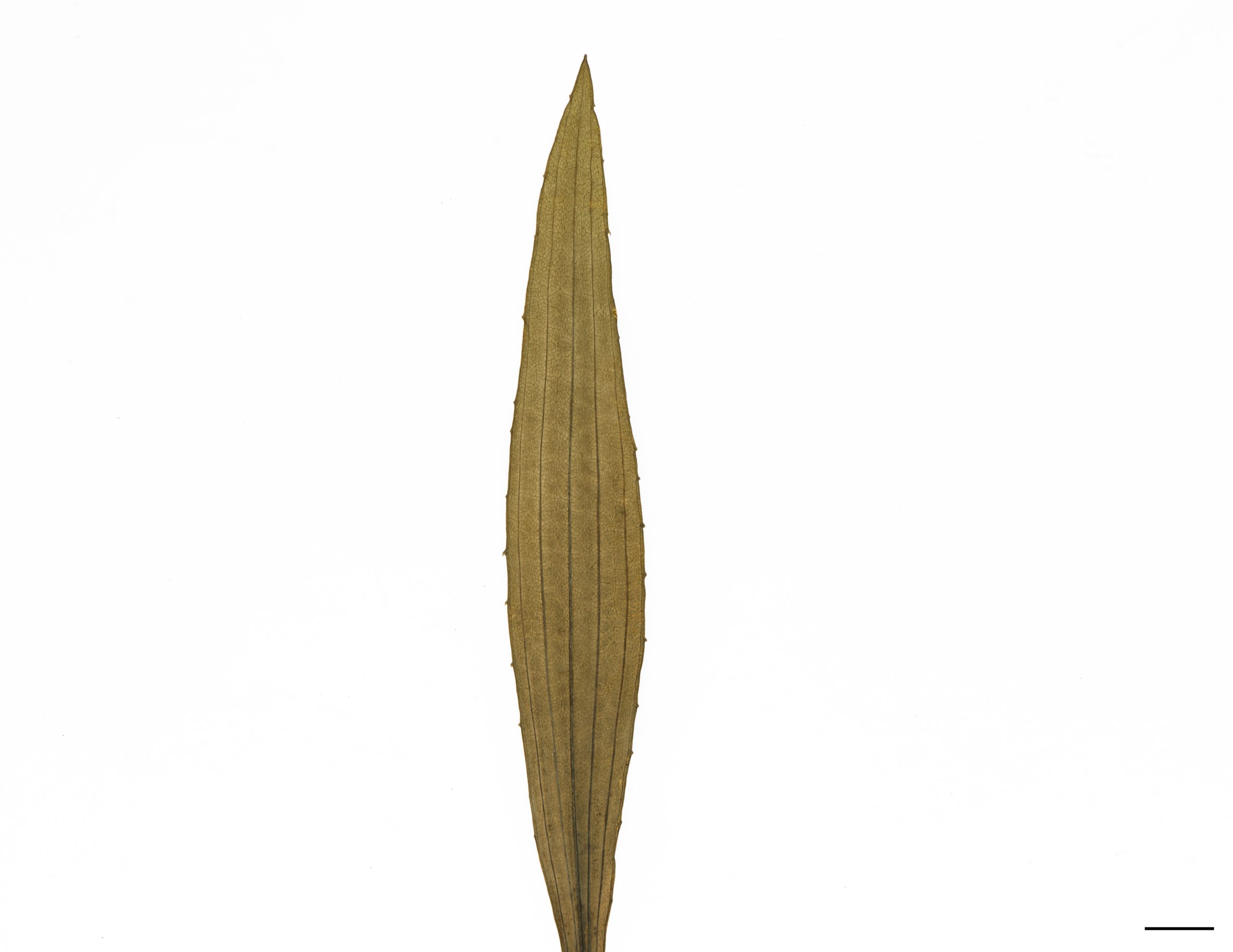 Feuilles lancéolées, acuminées et lâchement denticulées; de 3 à 5 nervures parallèles.