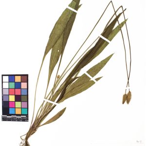 Plantain lancéolé
