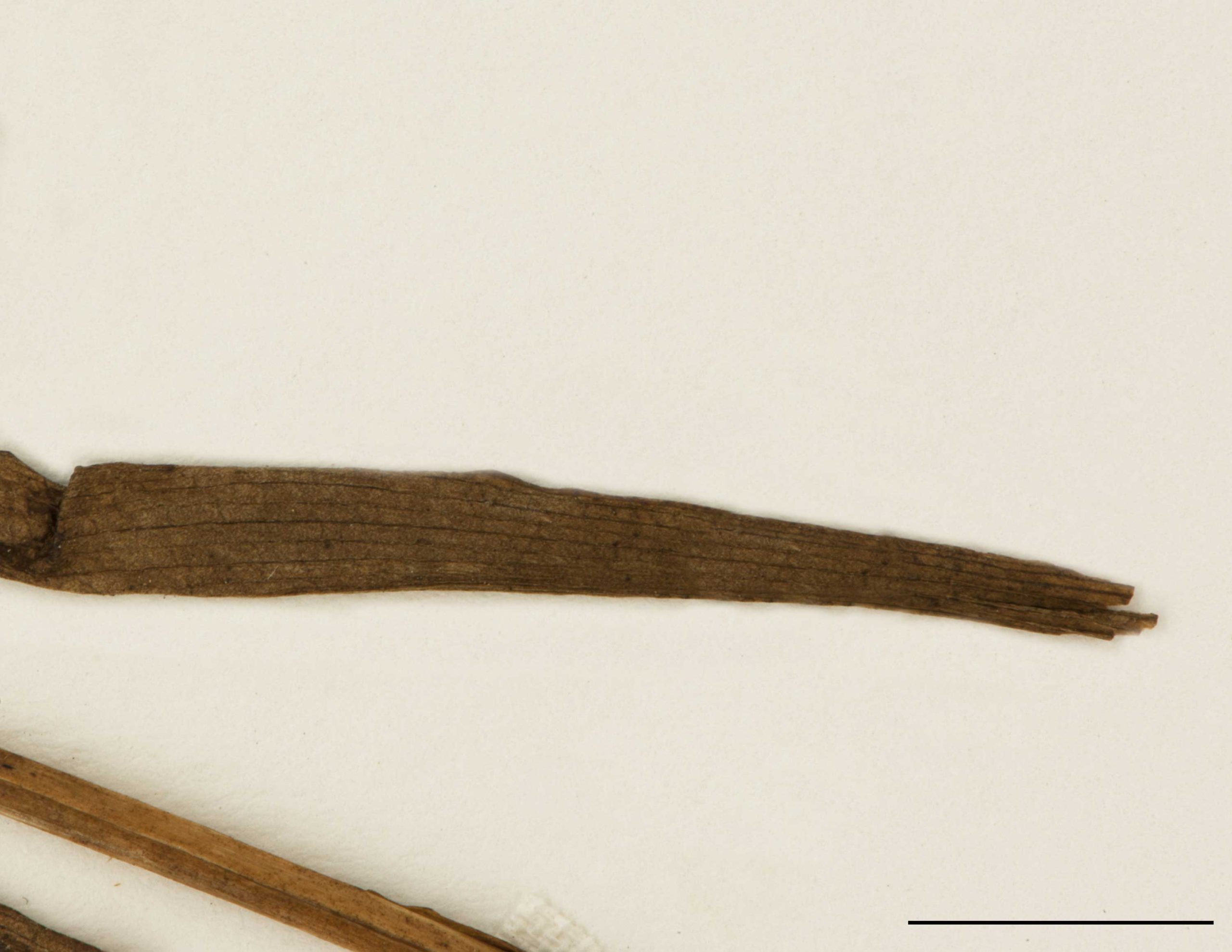 Feuilles 2 à 3, basales, linéaires-spatulées à oblancéolées, 5-16 cm de long, luisantes, cireuses et fugaces.