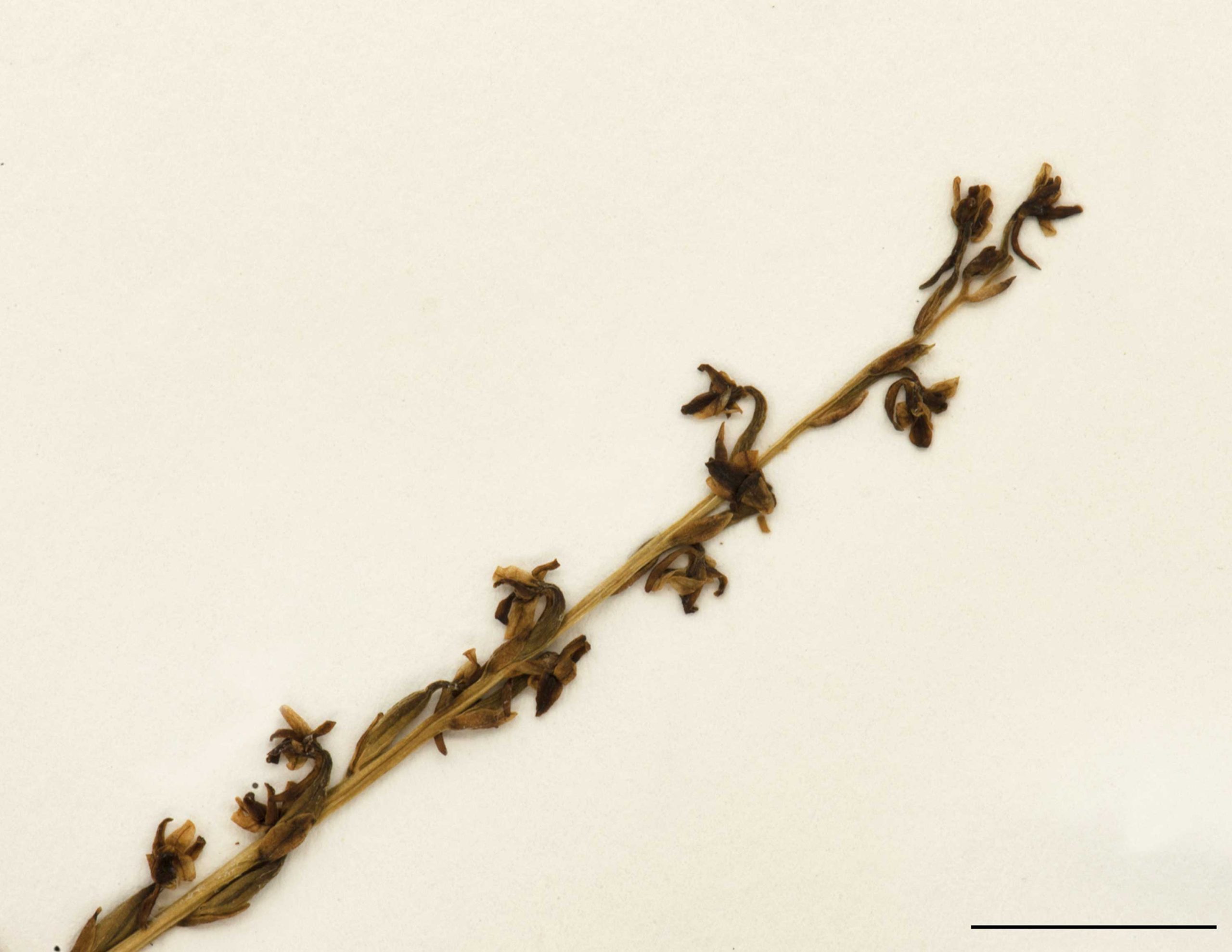Fleurs vertes, petites, distantes à la base de l’épi, plus rapprochées vers le haut; labelle ové-lancéolé, à extrémité recourbé vers le haut; éperon 2-5,5 mm de long, horizontal ou récliné.