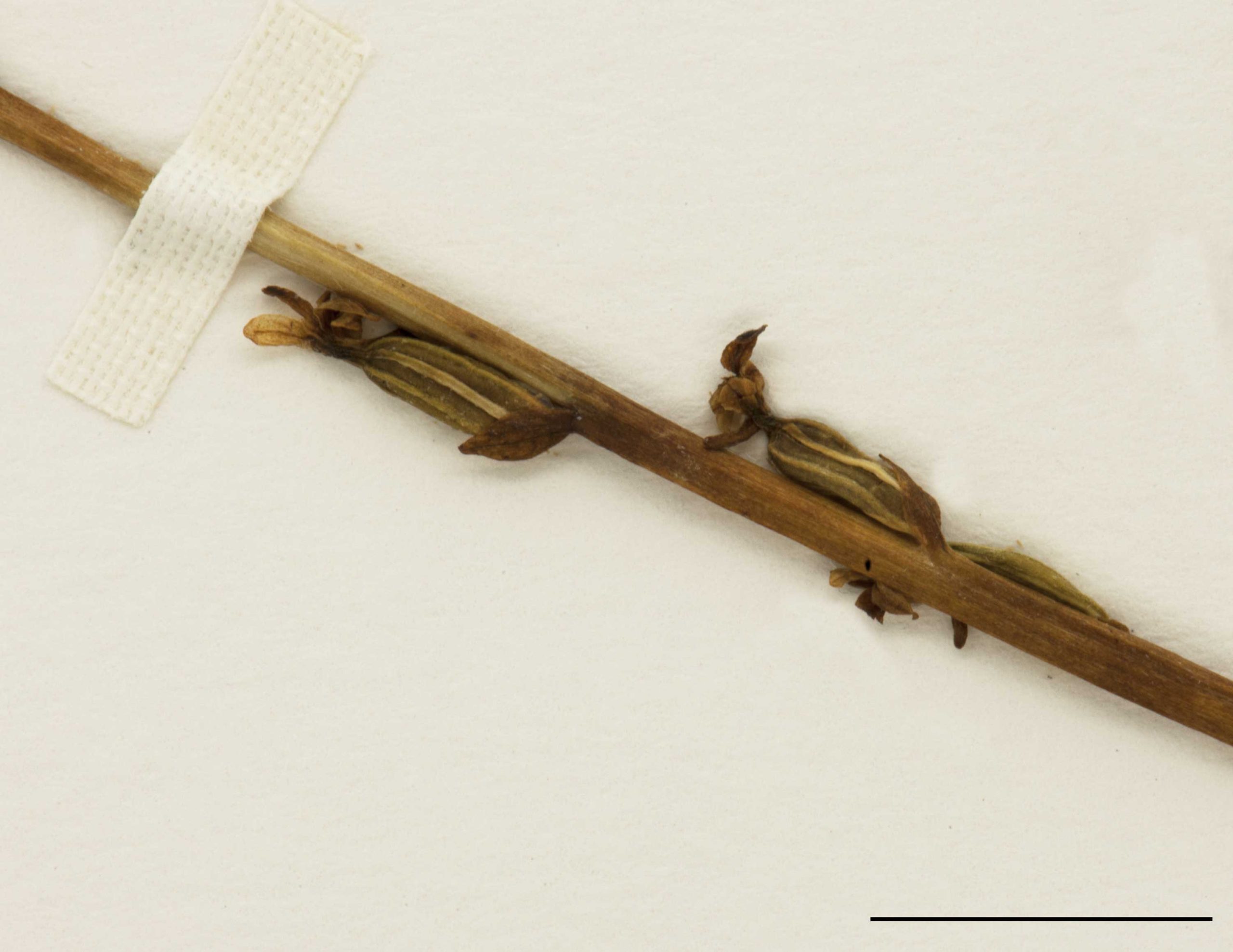 Capsules dressées, ellipsoïdes, 4-10 mm de long.